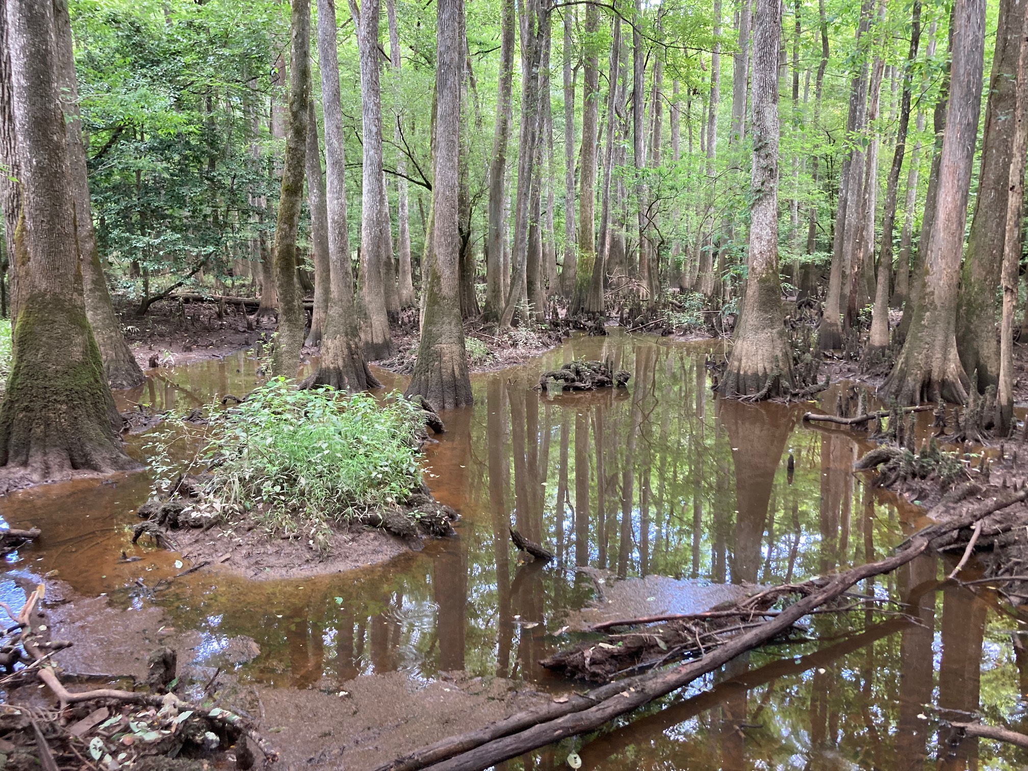 Classic swamp