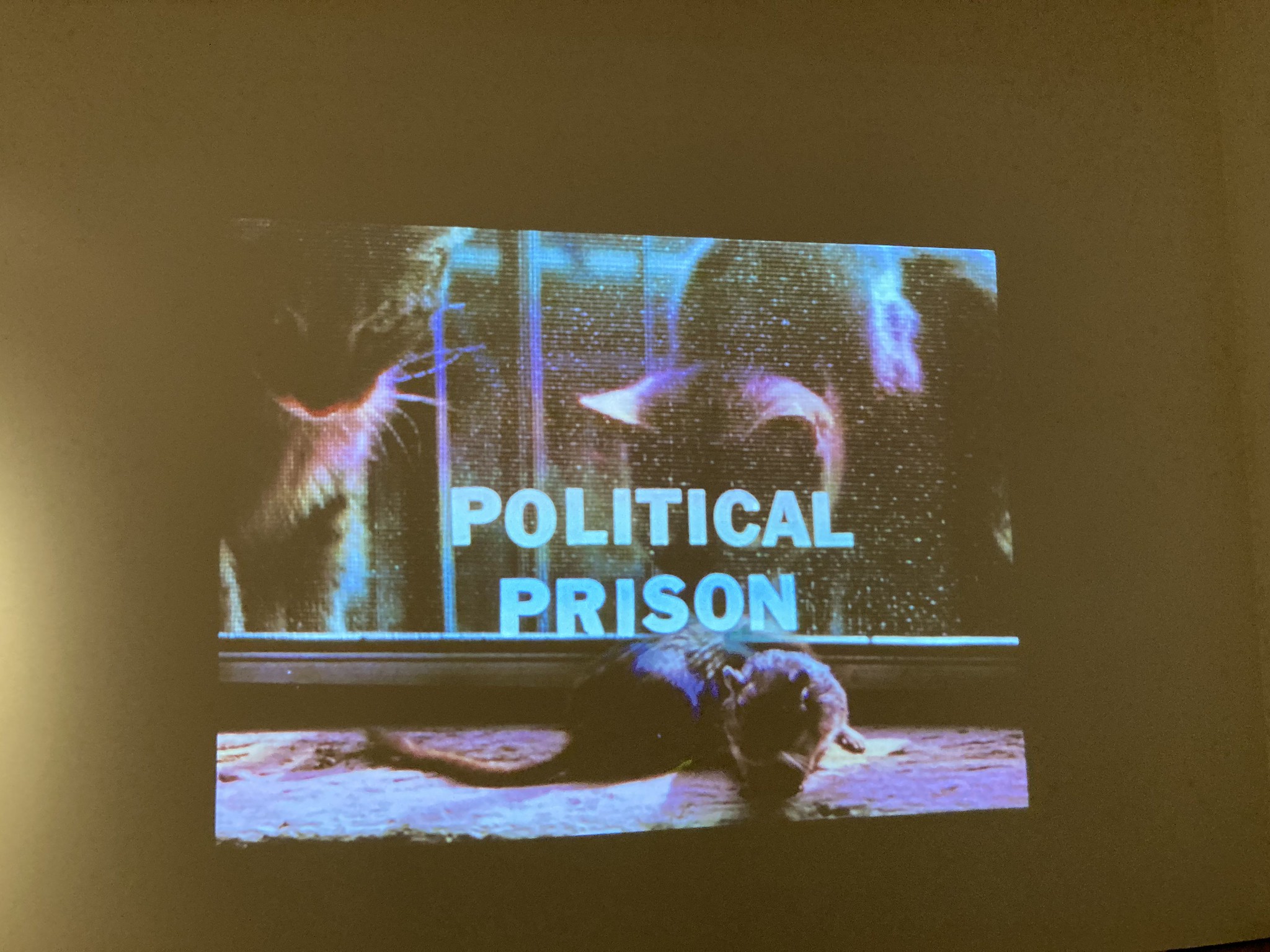Cats looking at rats with the caption POLITICAL PRISON
