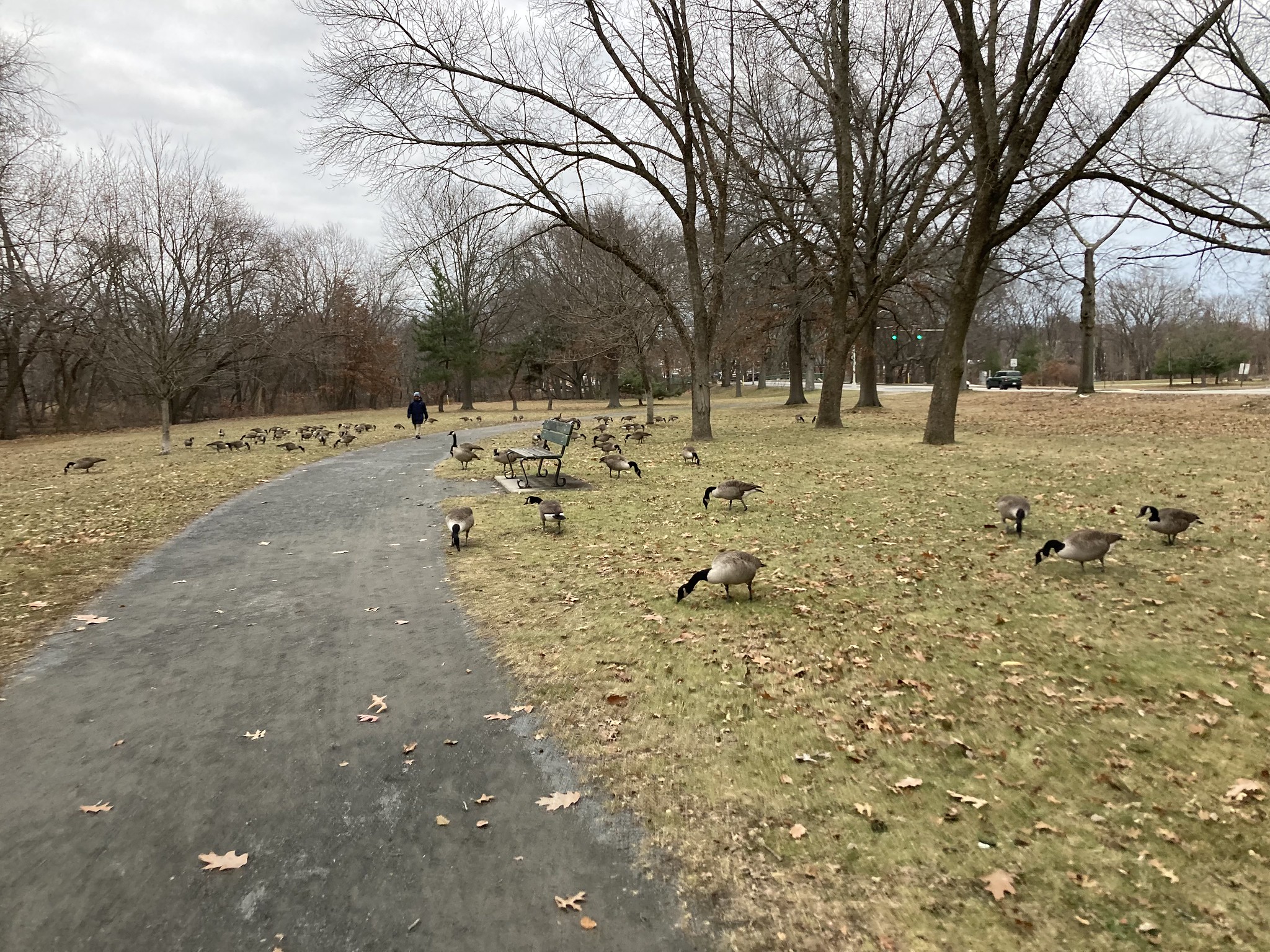 Geese: Still around