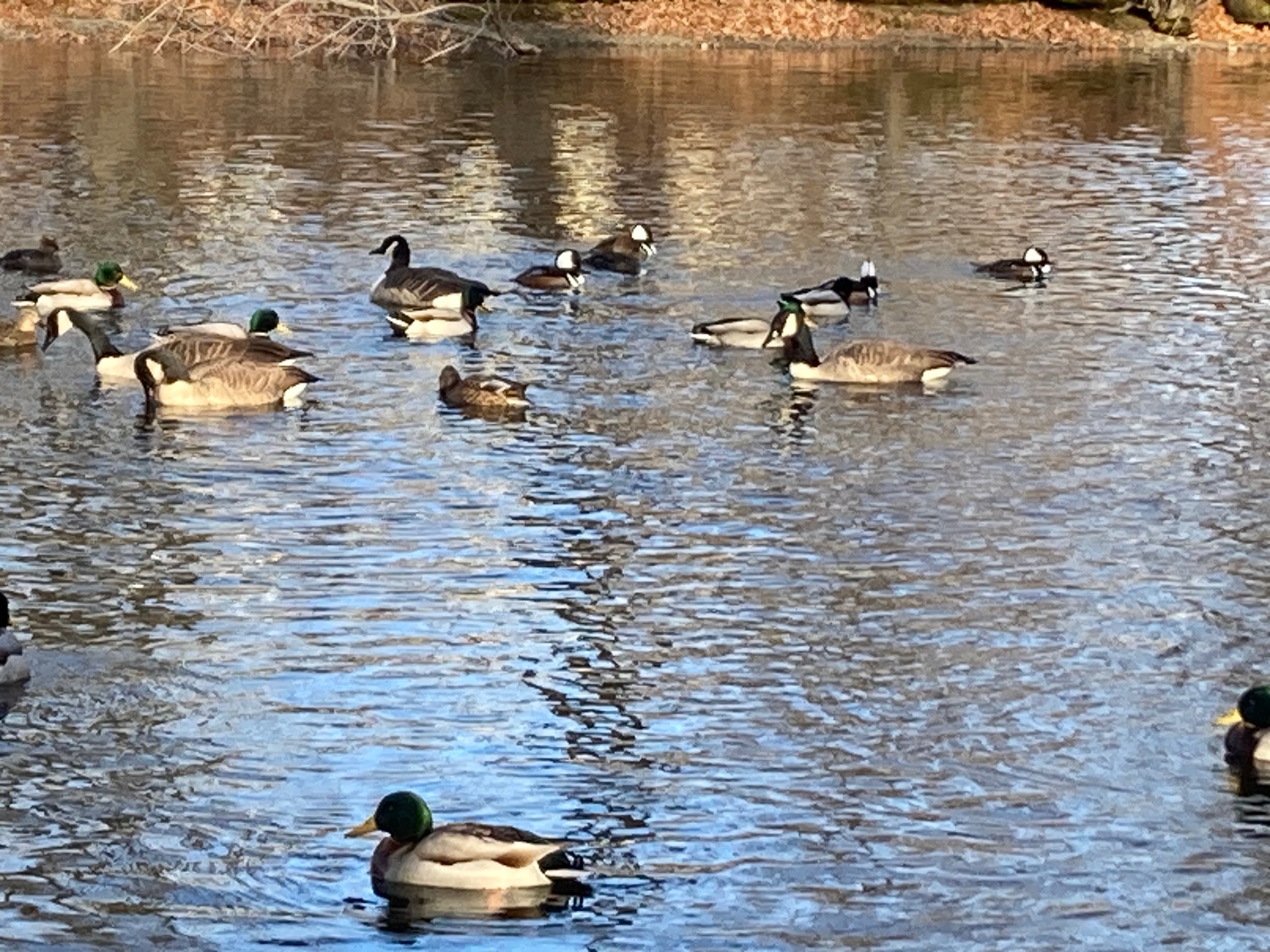 Ducks and geese on river
