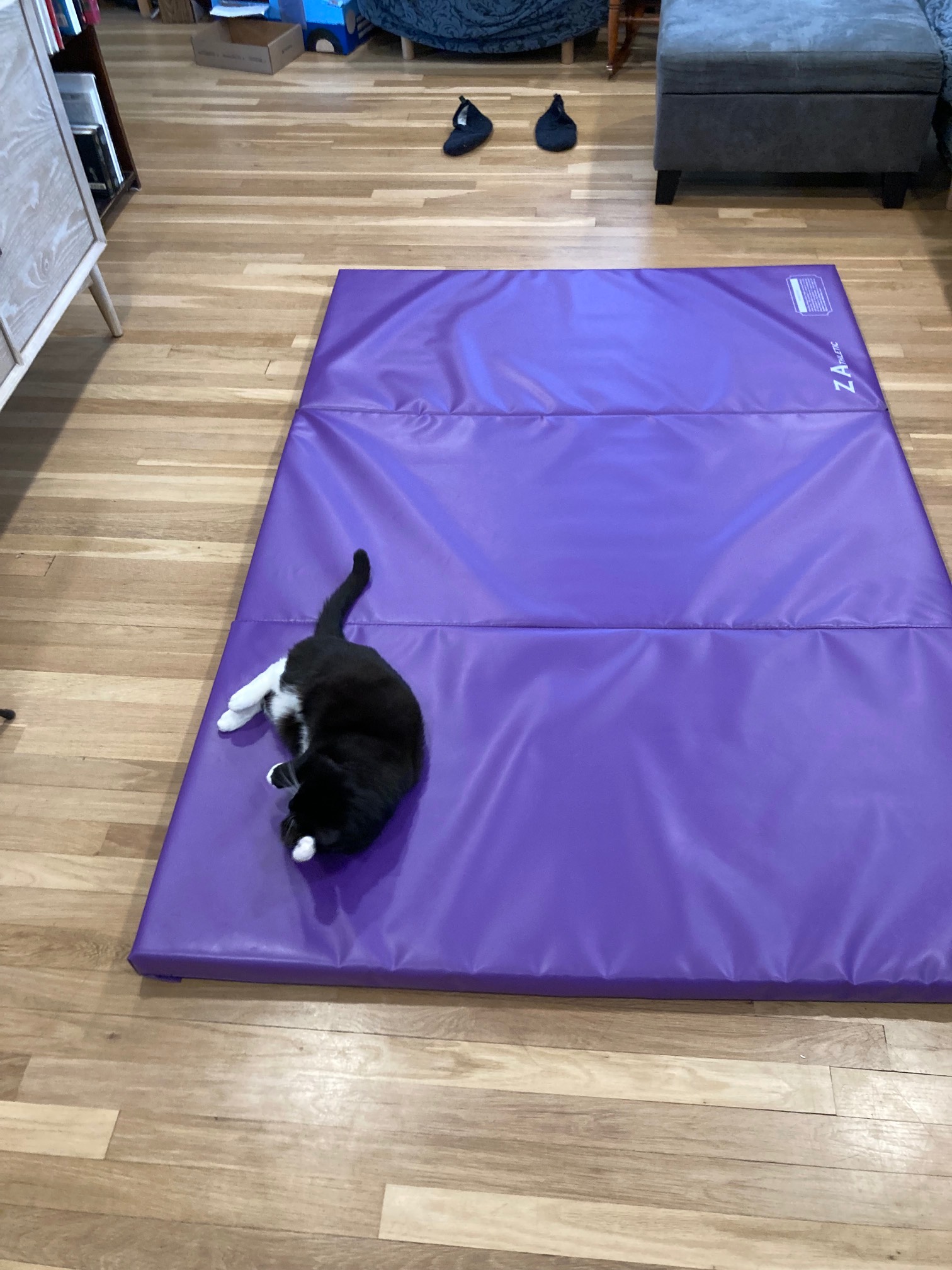 Cat on mat