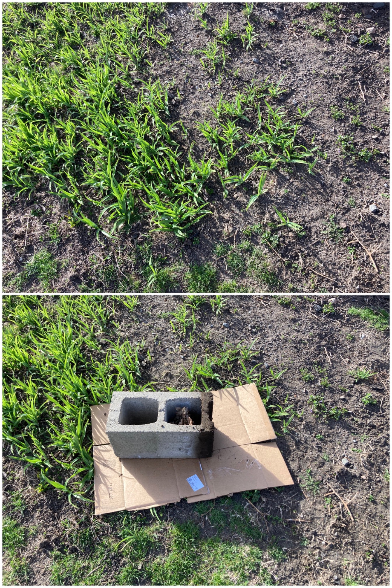 Starting a small invasive nutsedge killing test.