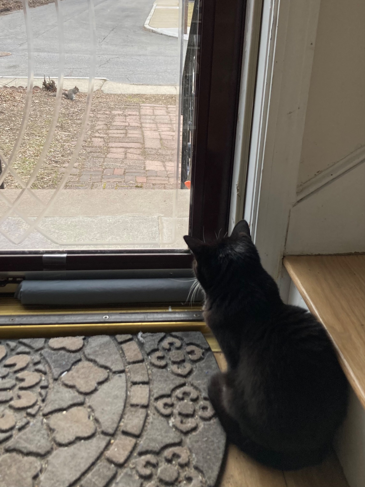Cat looking out storm door at squirrel