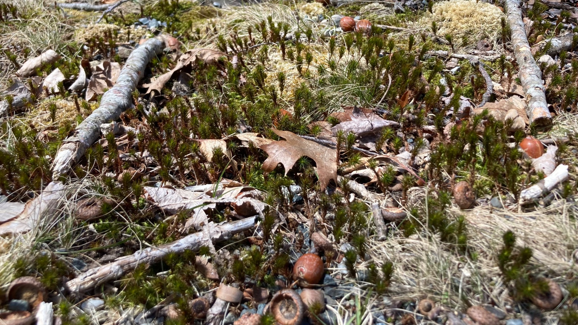 Tall moss that look like little trees