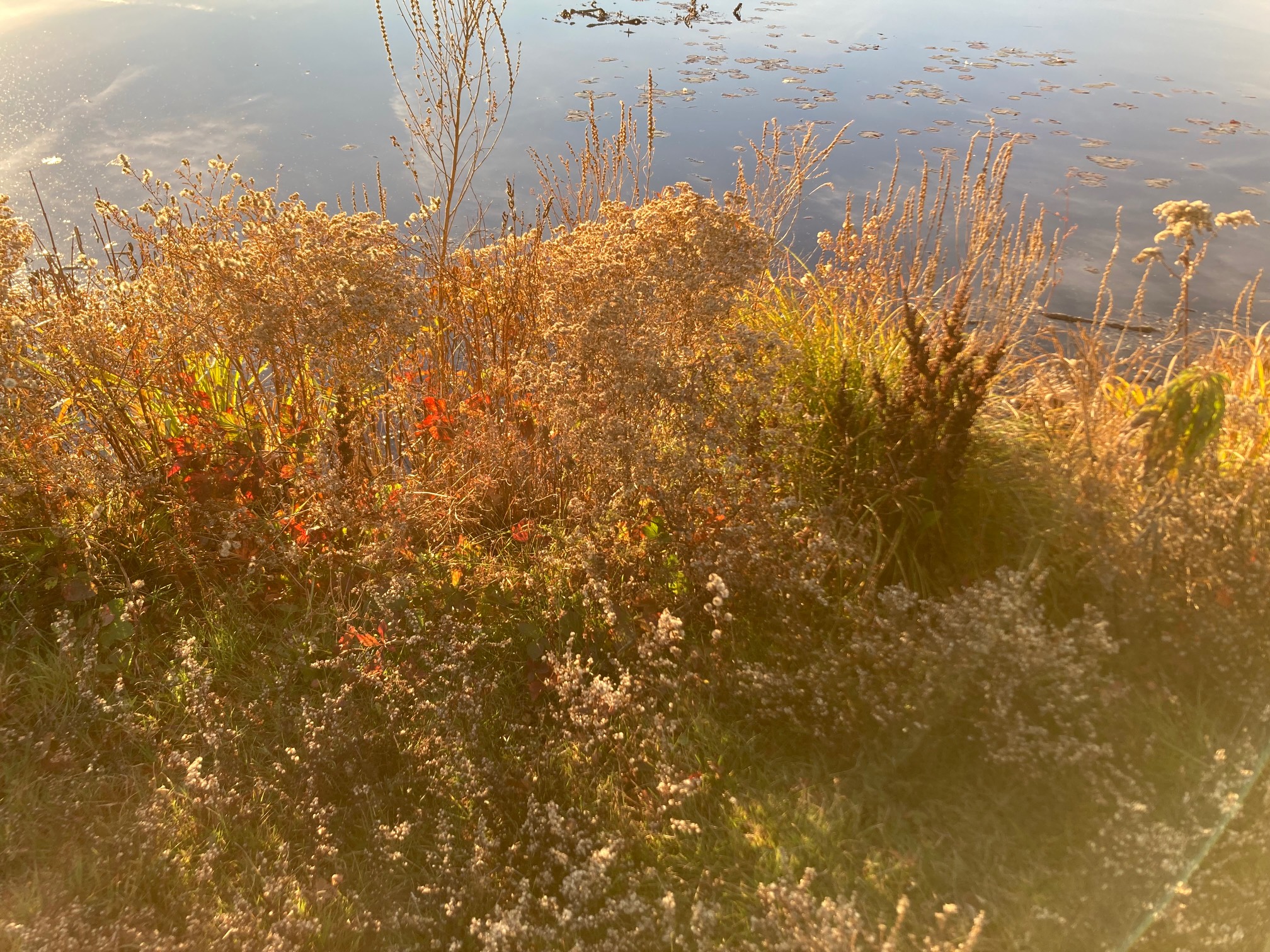 Hazy sunlight on plants