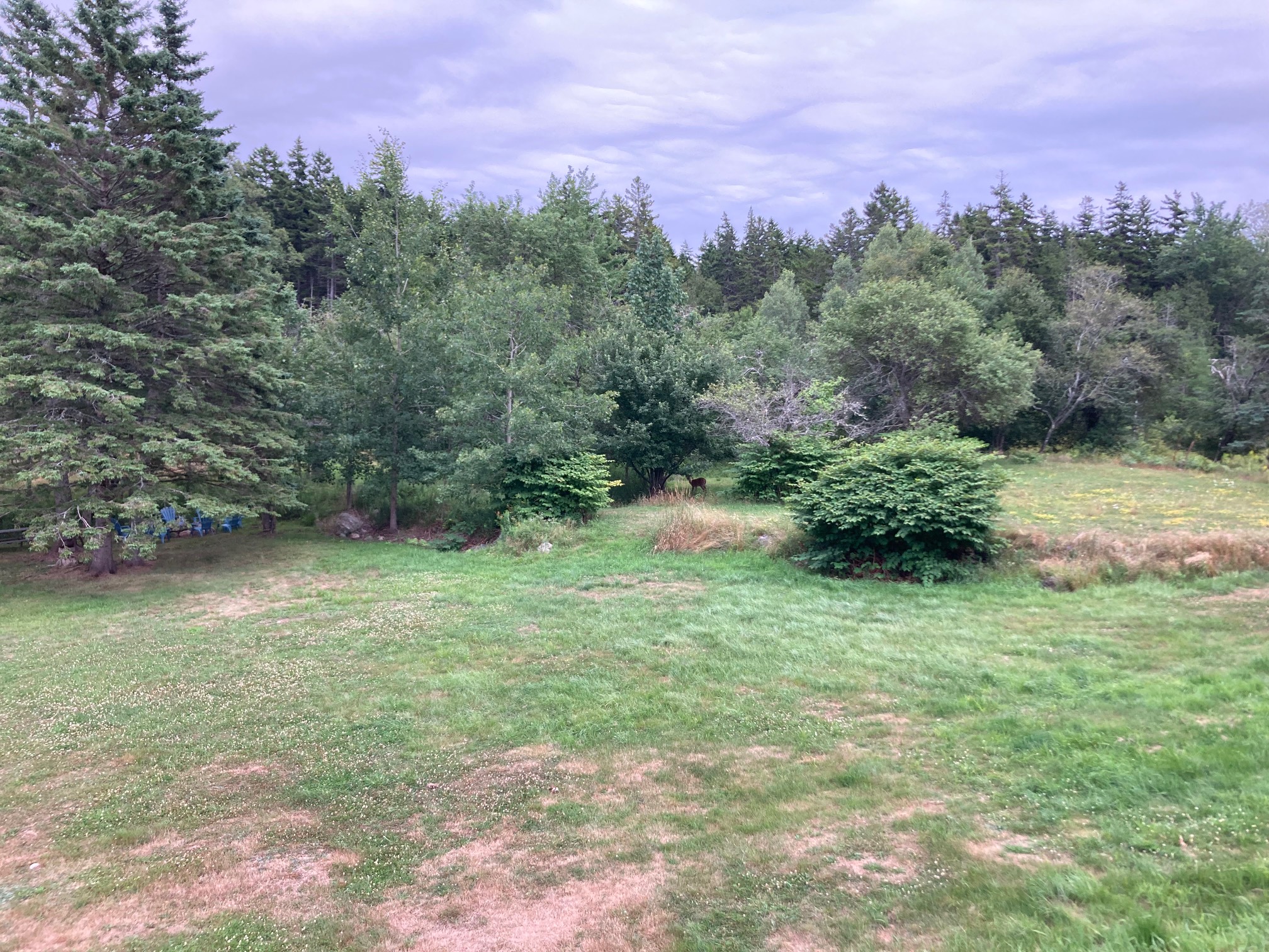 Grass and trees, with a deer in them