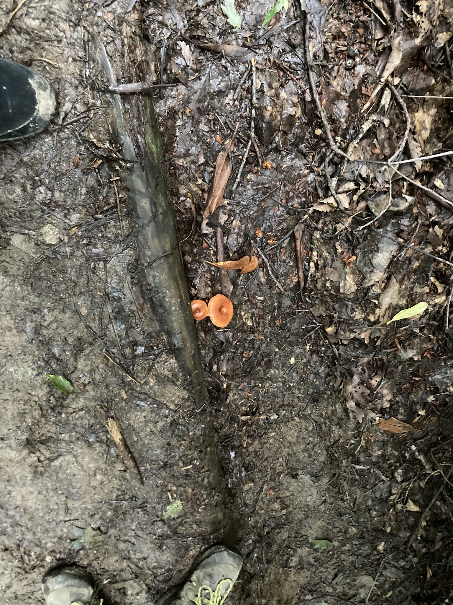 Orange mushrooms