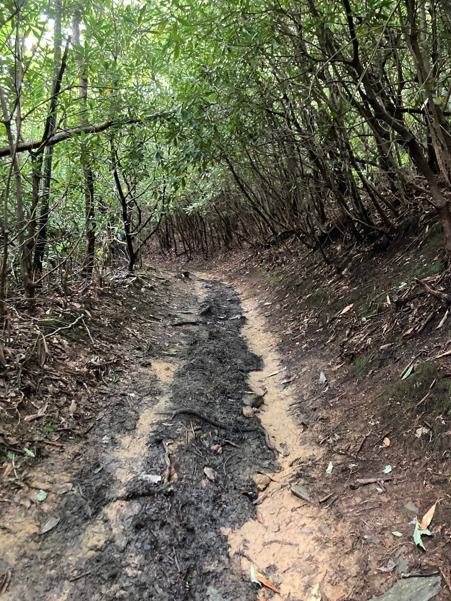 I’m a fan of these shady tree tunnel trails.