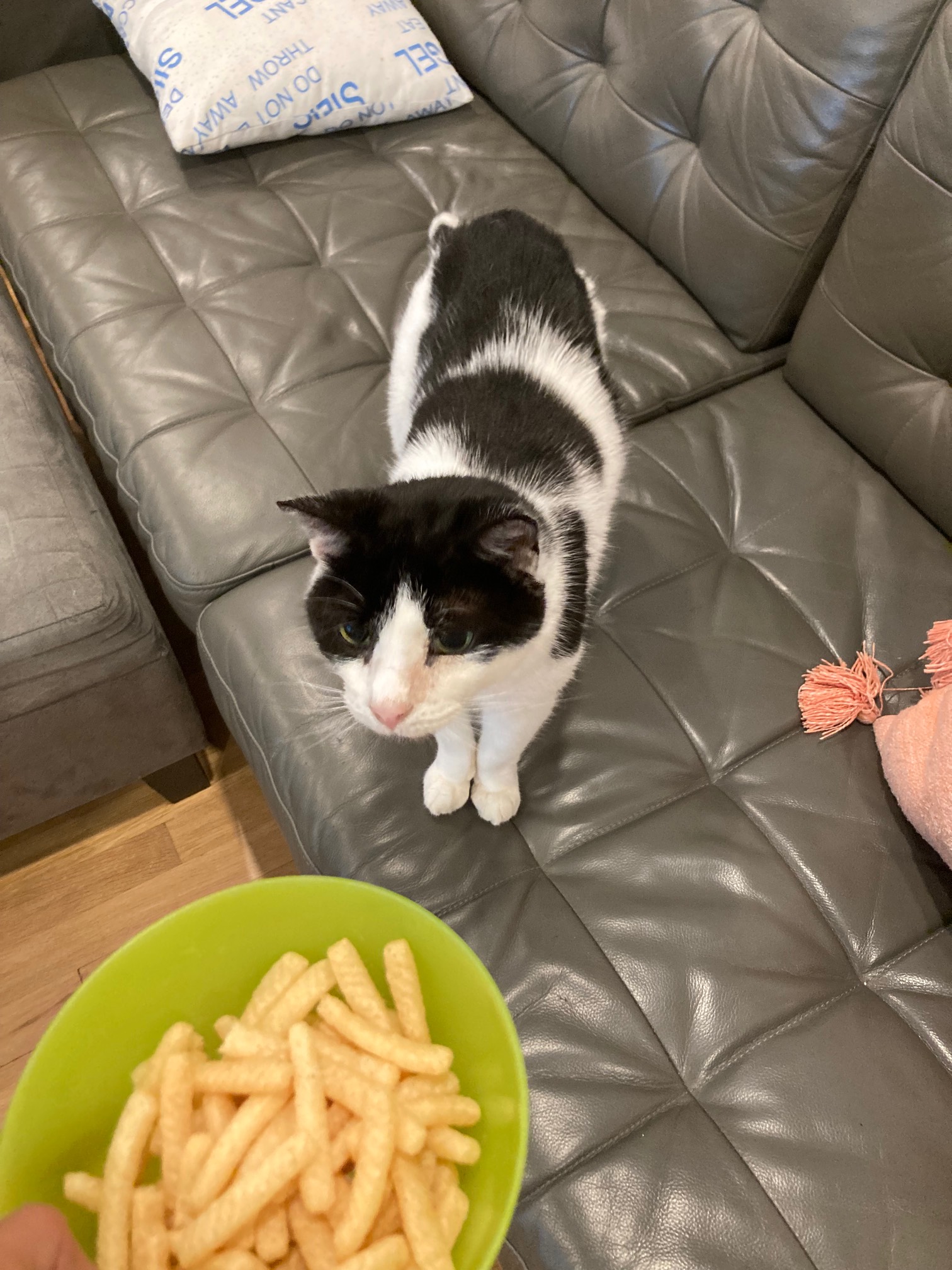 Bonus Cat sniffing Shrimp-Flavored Chips