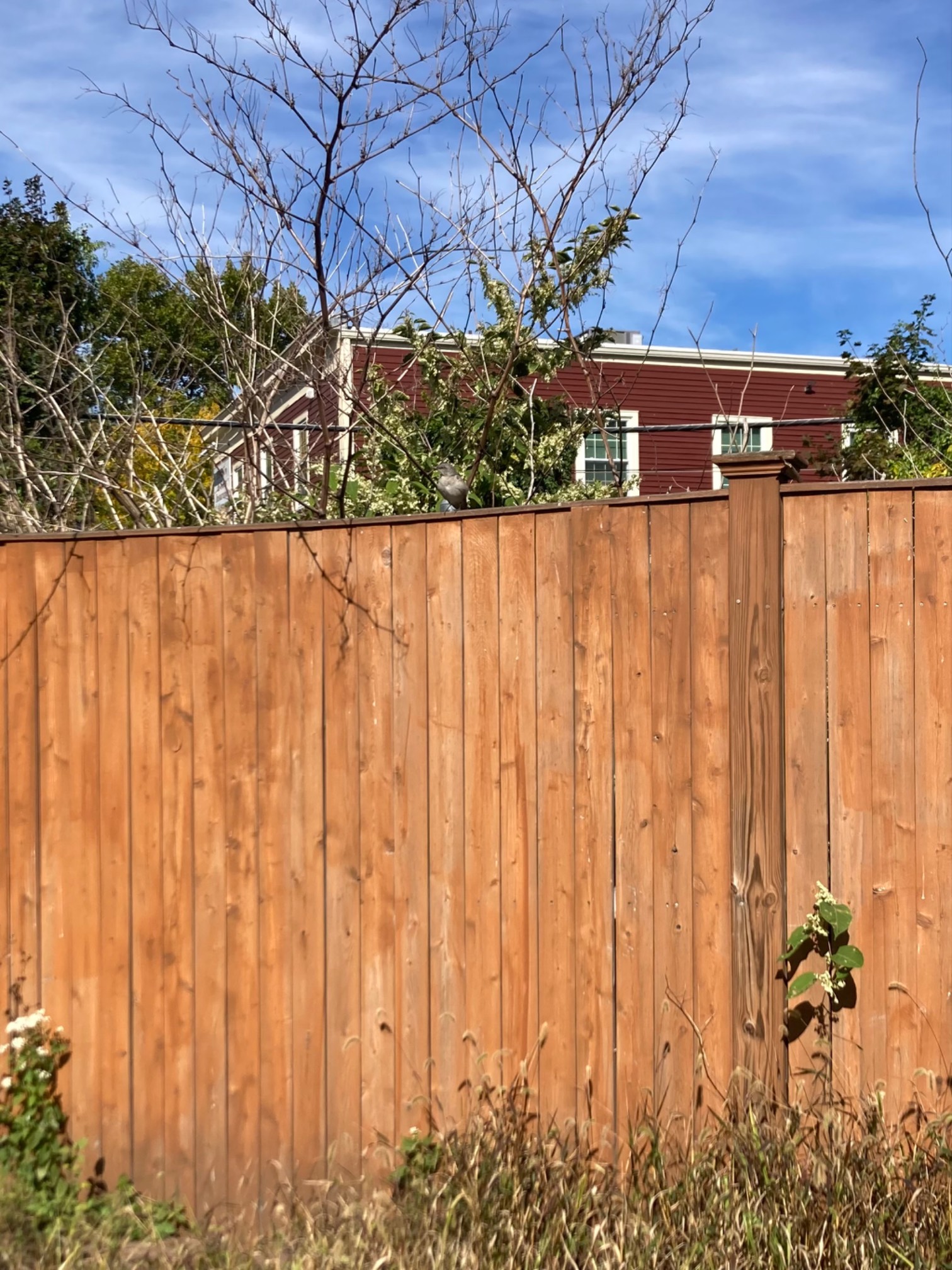 Bird on fence