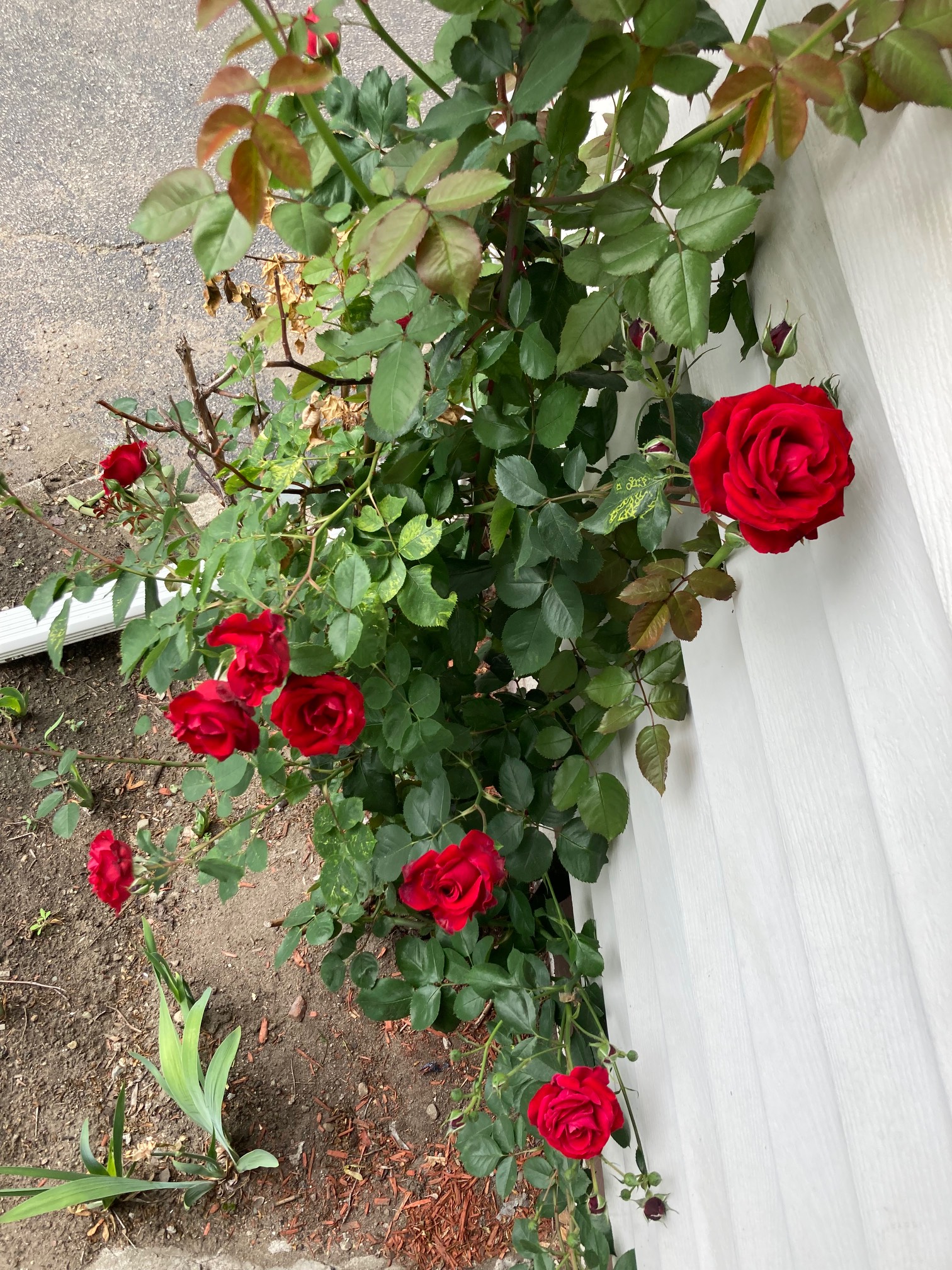 Roses continue to not be our style, but they look good sometimes.