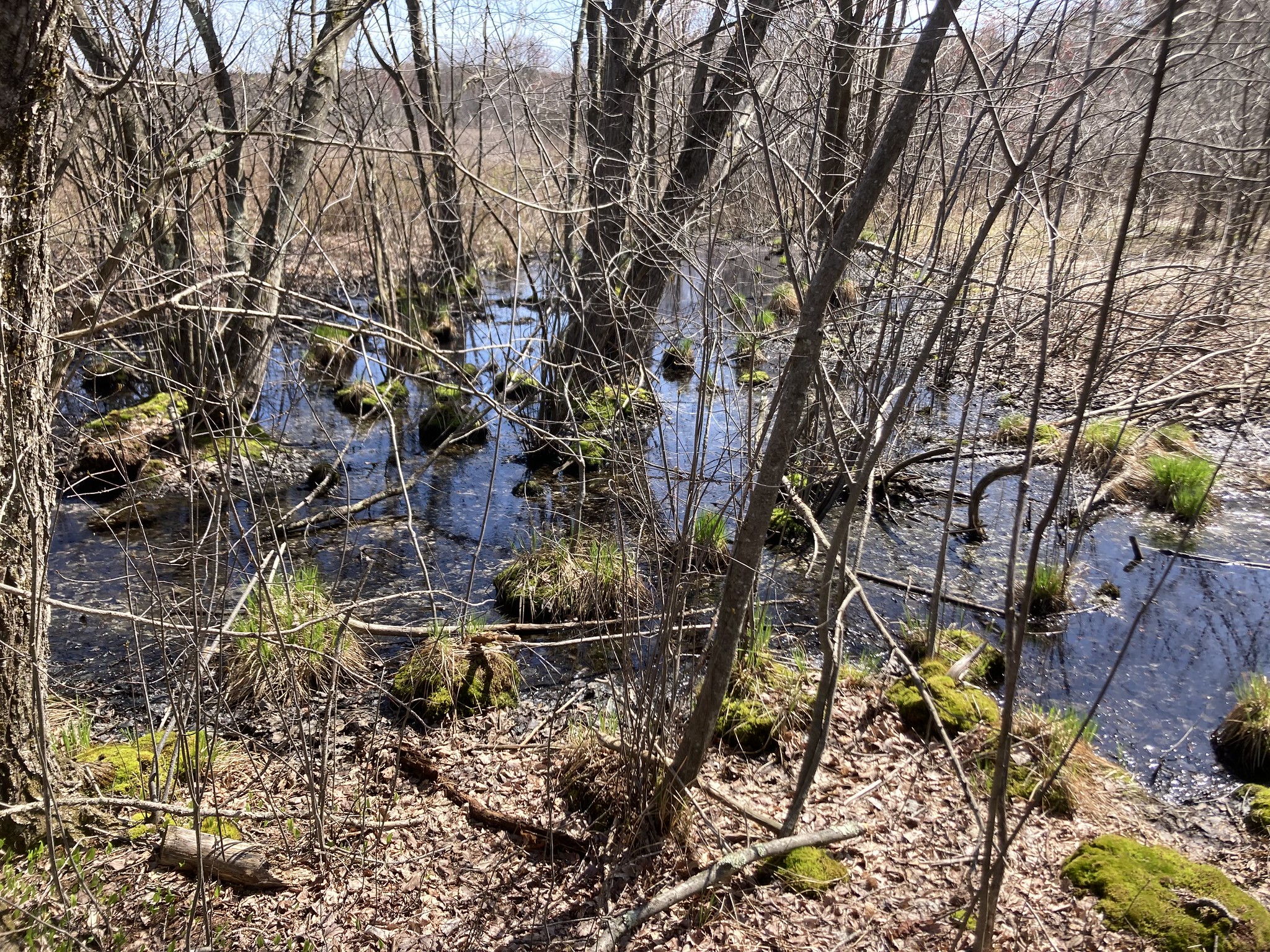 Marsh with tufts of grall
