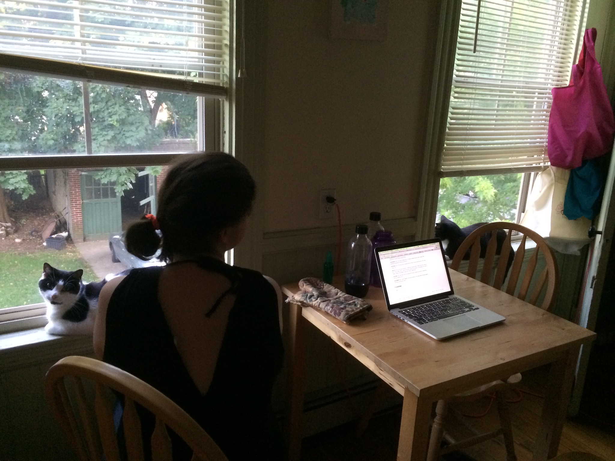 Two cats in windows, woman in chair