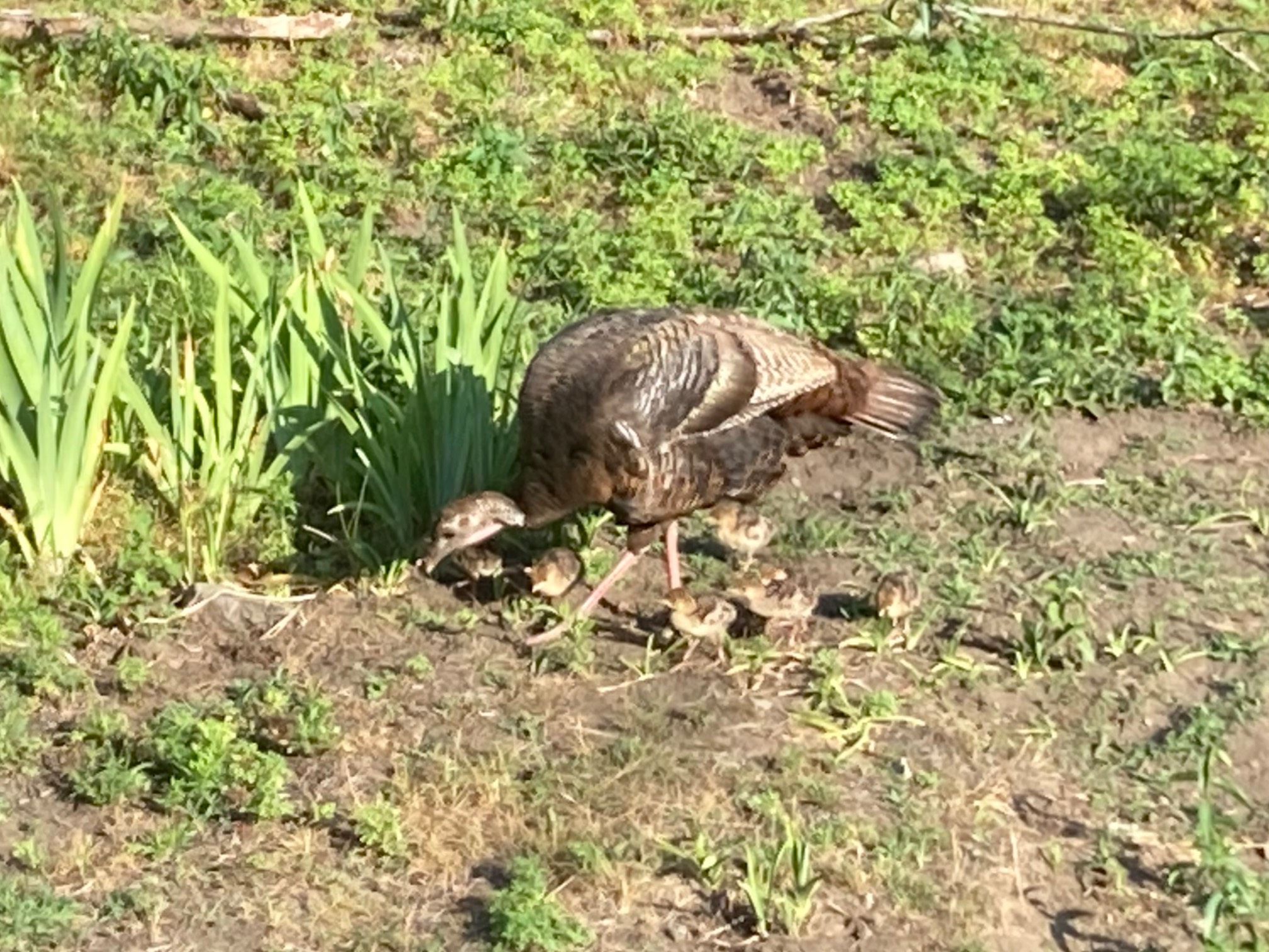 A bunch of baby turkeys and their mom have been in our yard for a few hours. They’re still they’re now! I guess there’s a lot to graze on.The babies just look like slightly thick “regular birds.” I don’t think I could tell that they were babies or turkeys in isolation.