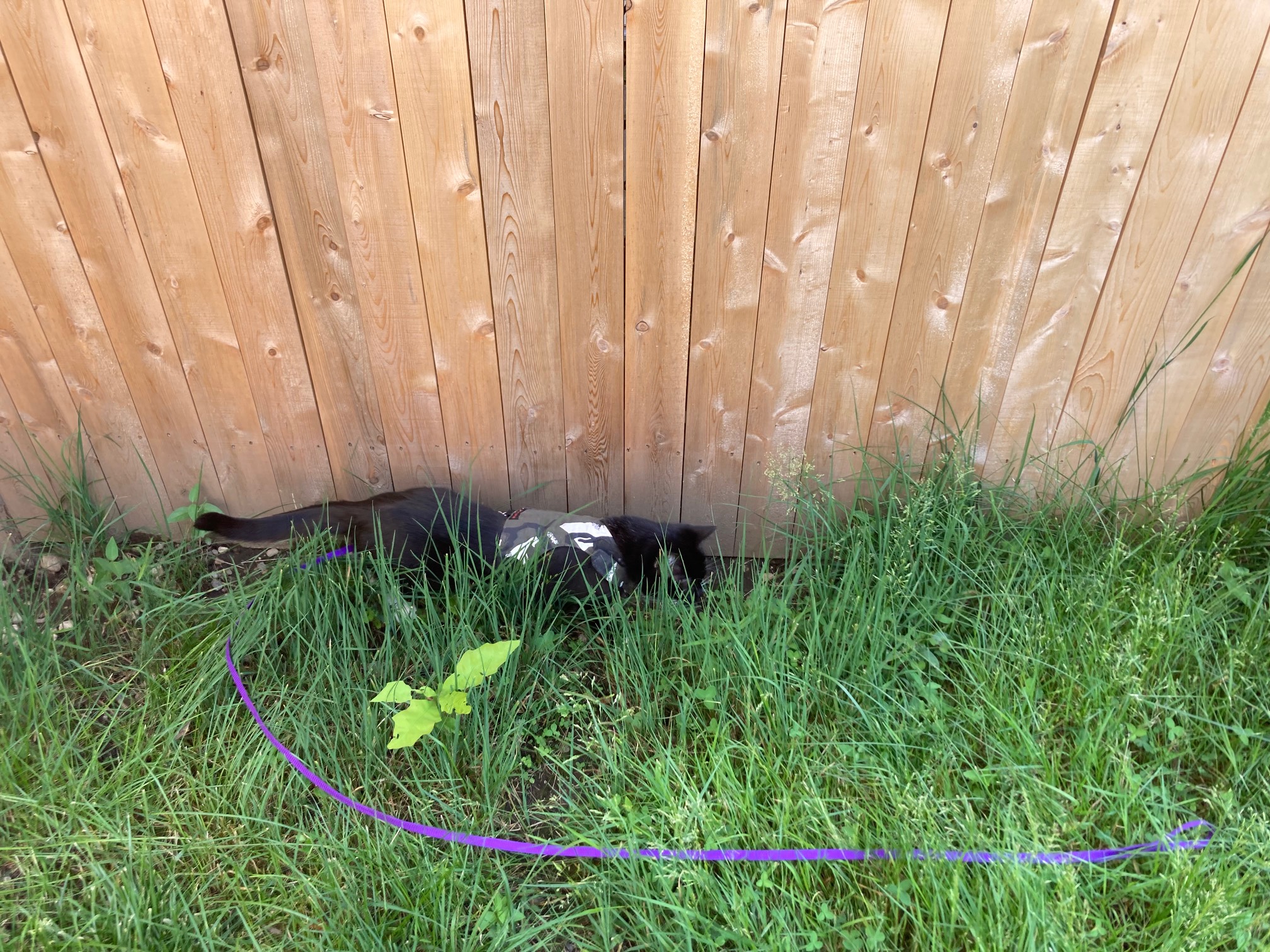 Further complicating the backyard wildlife situation