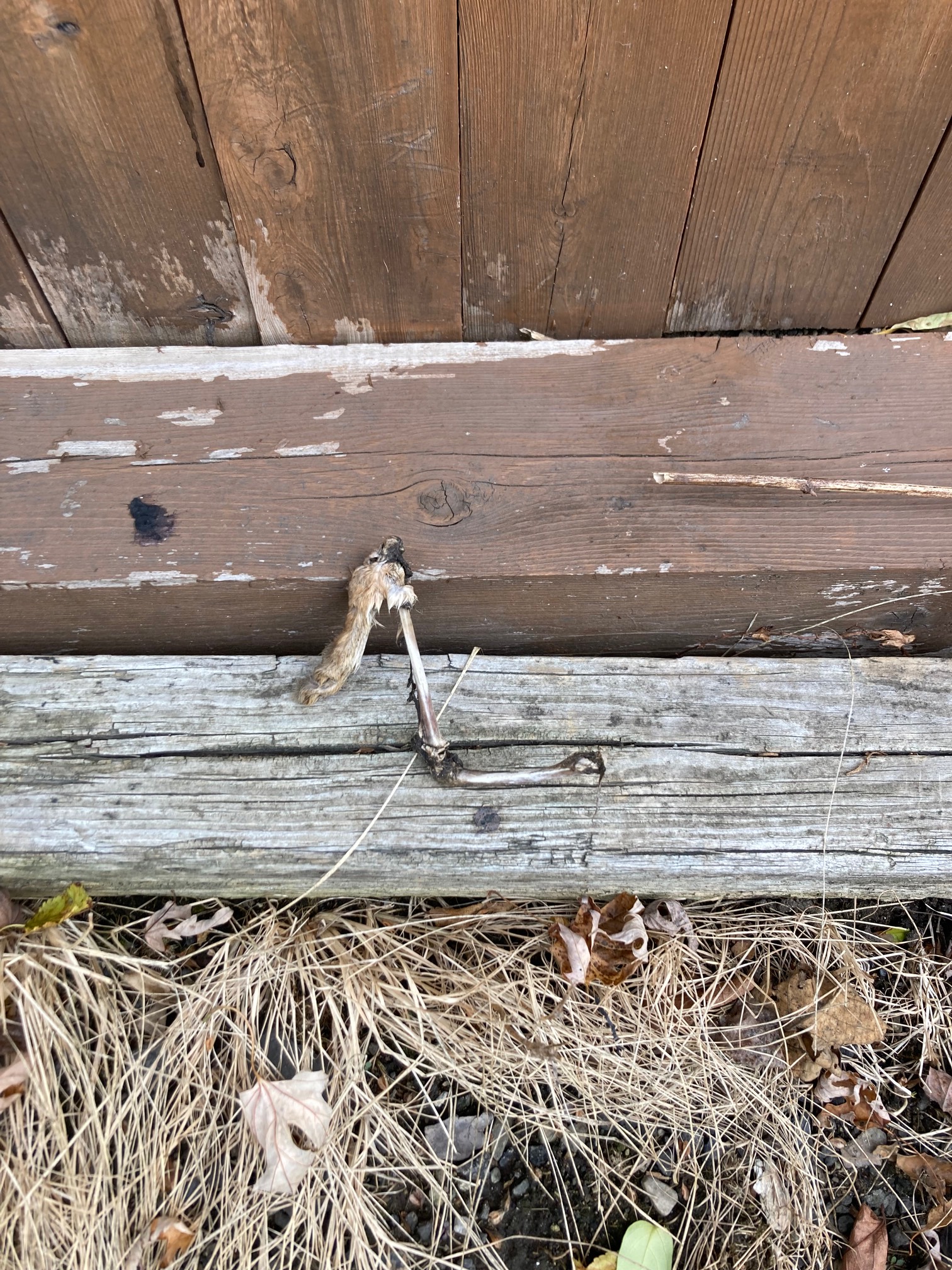 Meanwhile, this rabbit bone in the yard has had all of its flesh stripped before we even noticed it.