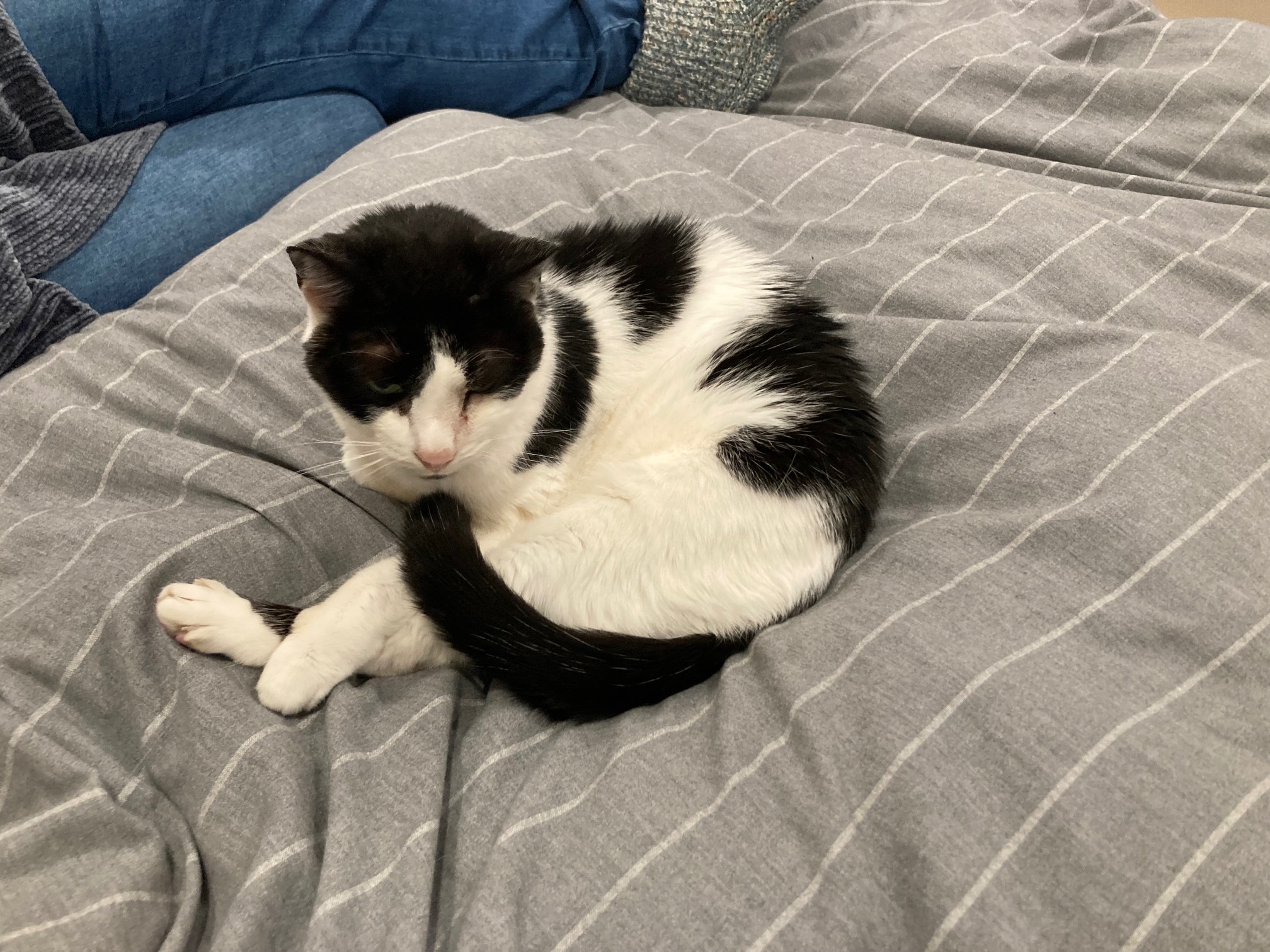 Curled Bonus Cat