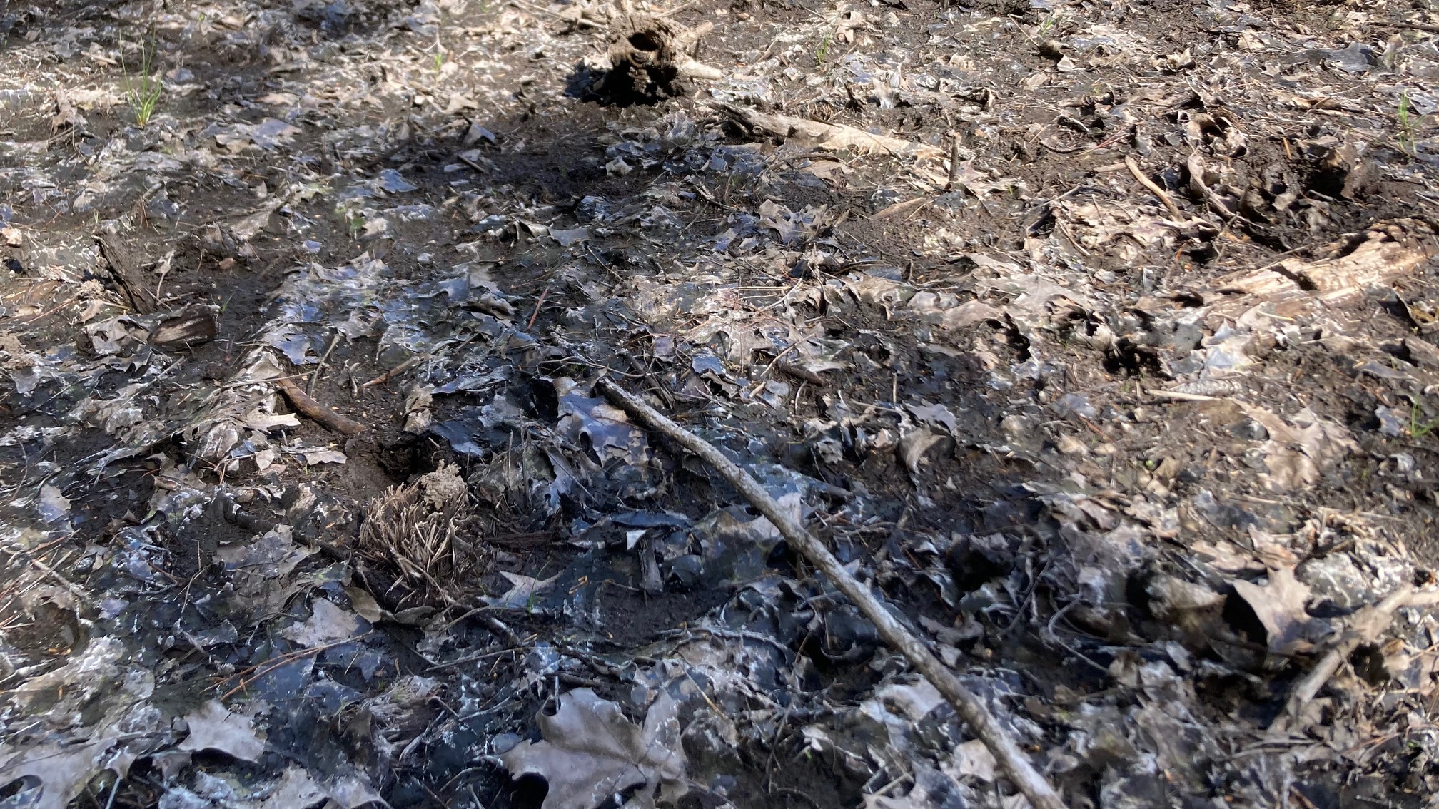 Decomposing leaves look cooler in the mud.