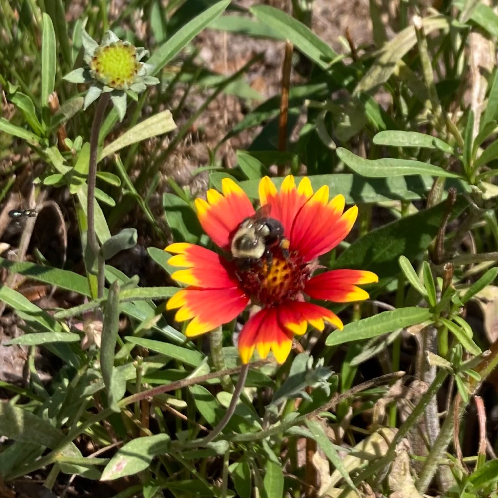 Bee on flower