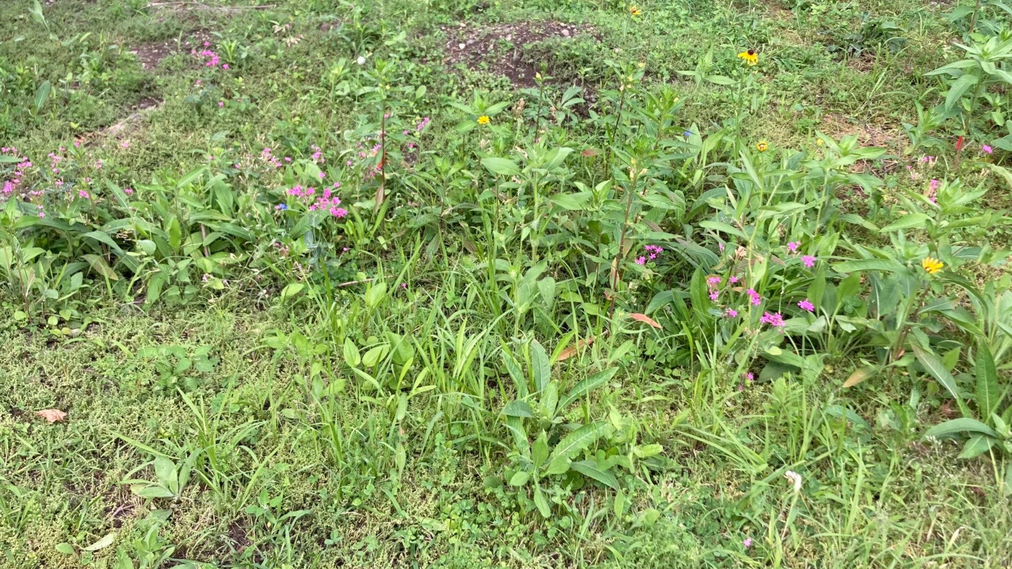 The rain garden (AKA the ditch the guy and I dug and put wild pollinator seeds into) is a marginal s