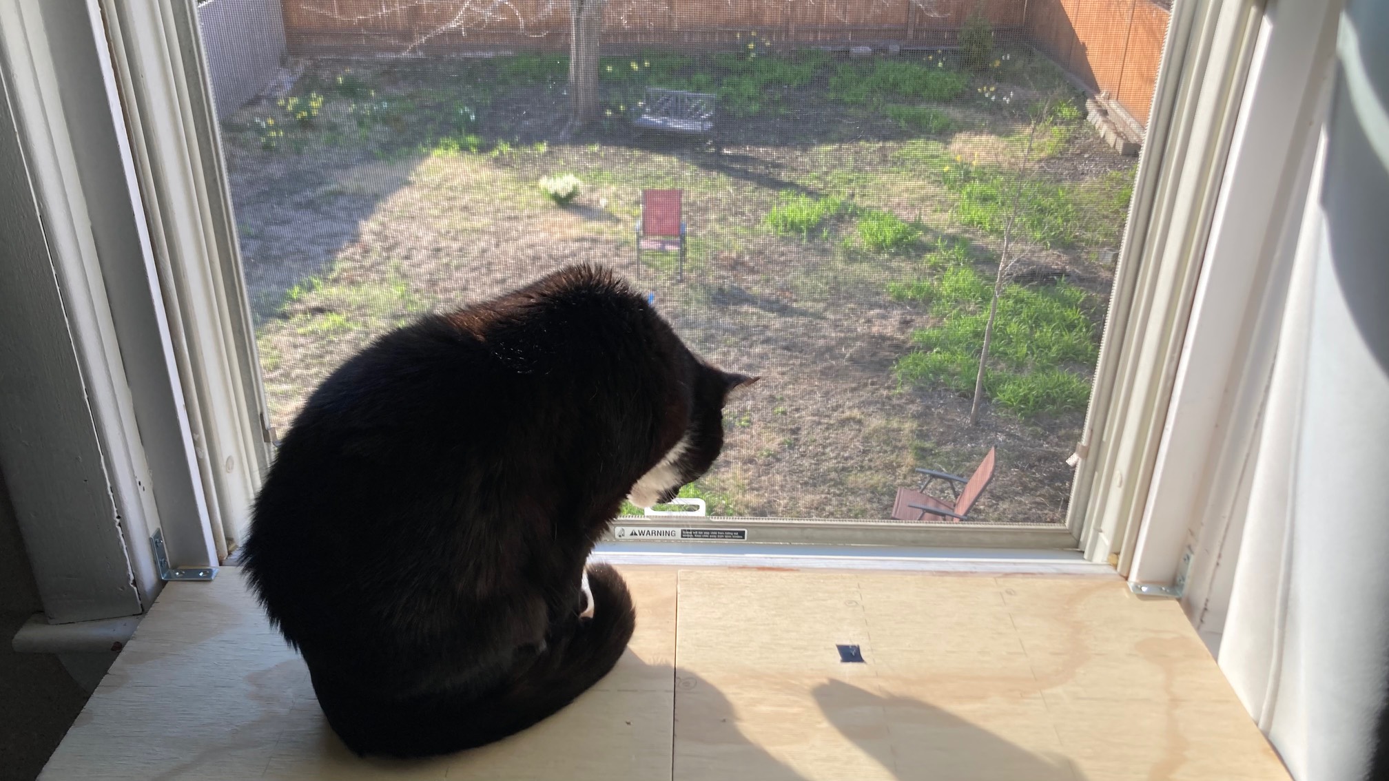 Cat looking down on yard from shelf in front of window