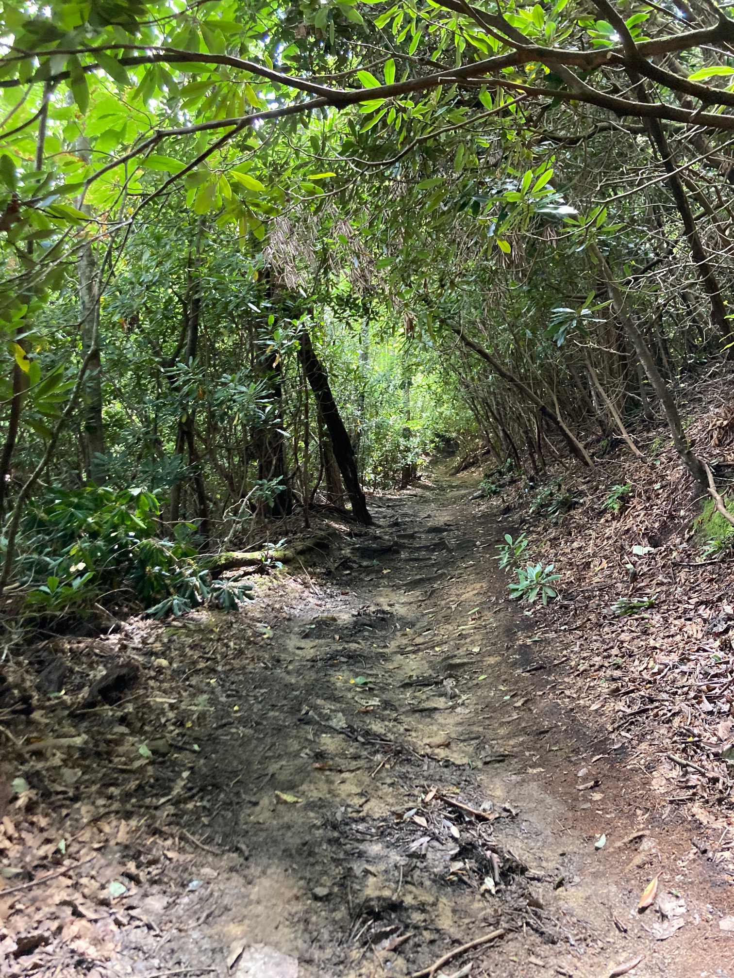 I’m a fan of these shady tree tunnel trails.