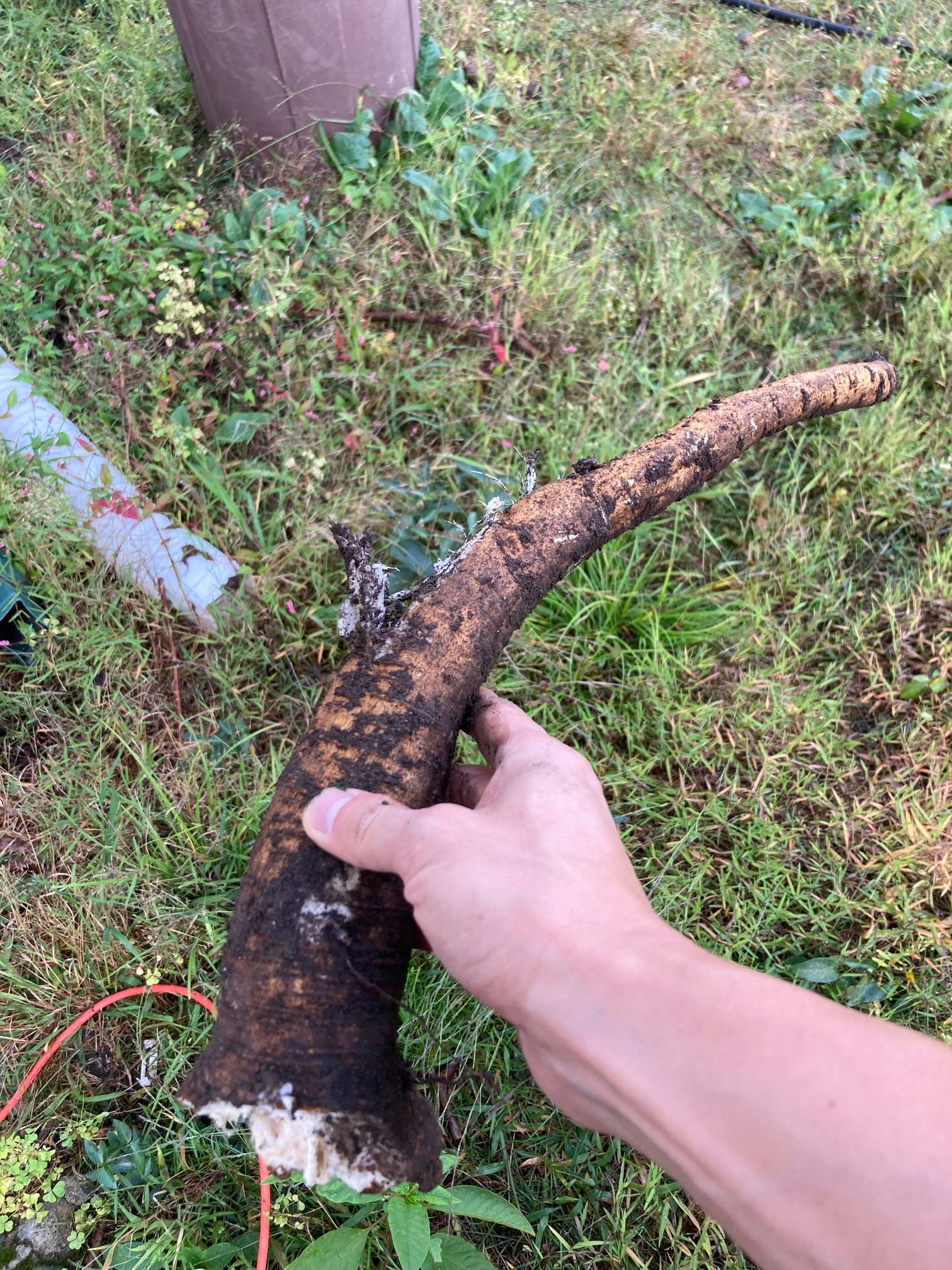 I ripped out the largest poison berry plant. It had a large root!