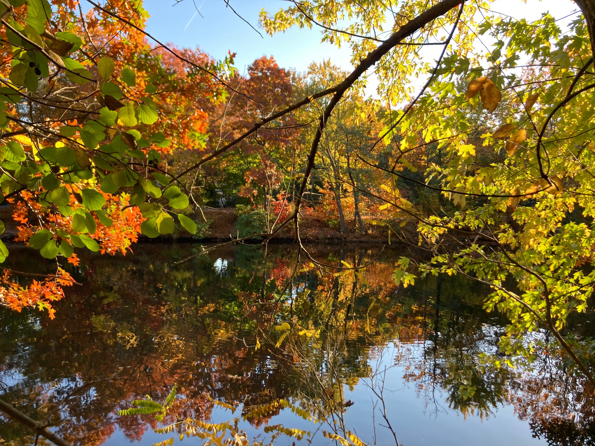 Trees with green, orange, and yellow leaves by a reflective river