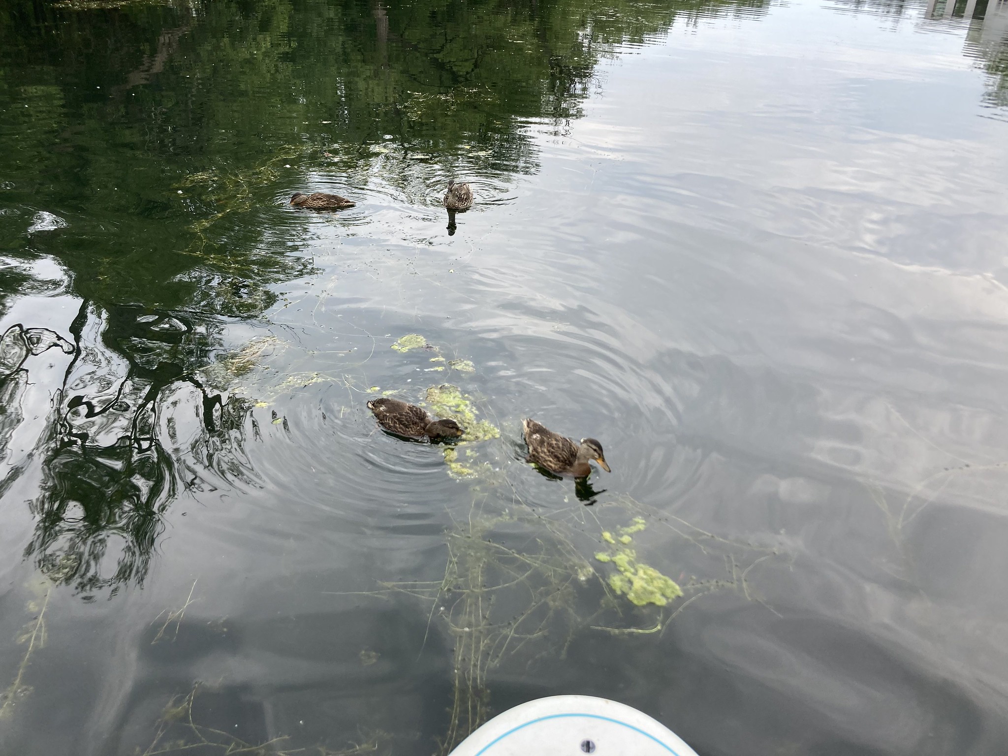 Chill ducks