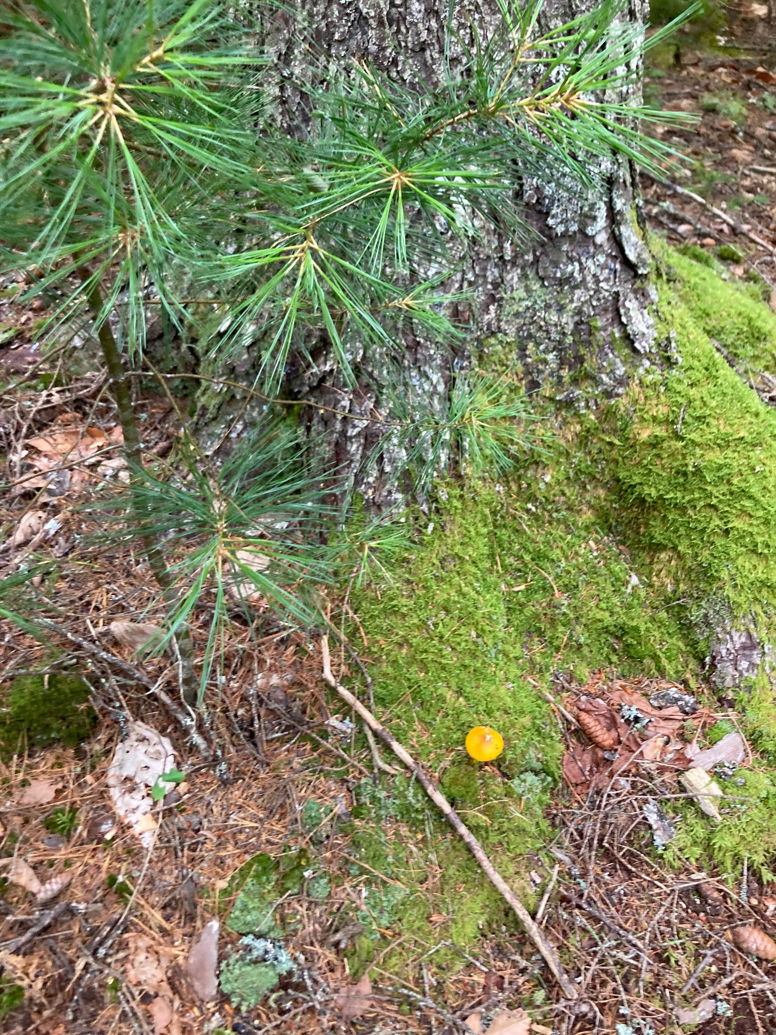 Tree, moss, mushroom