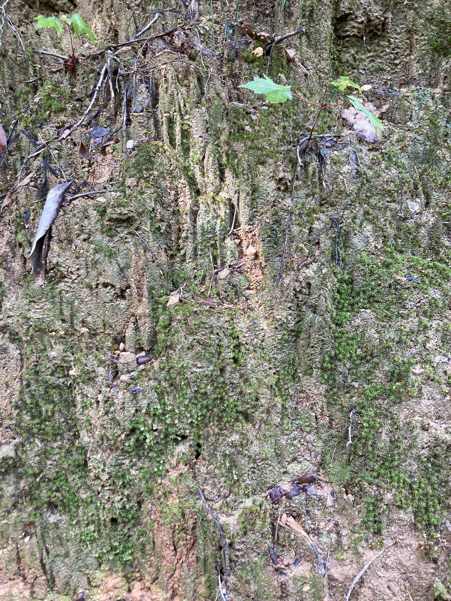 Incredibly detail-packed mini-cliffside.