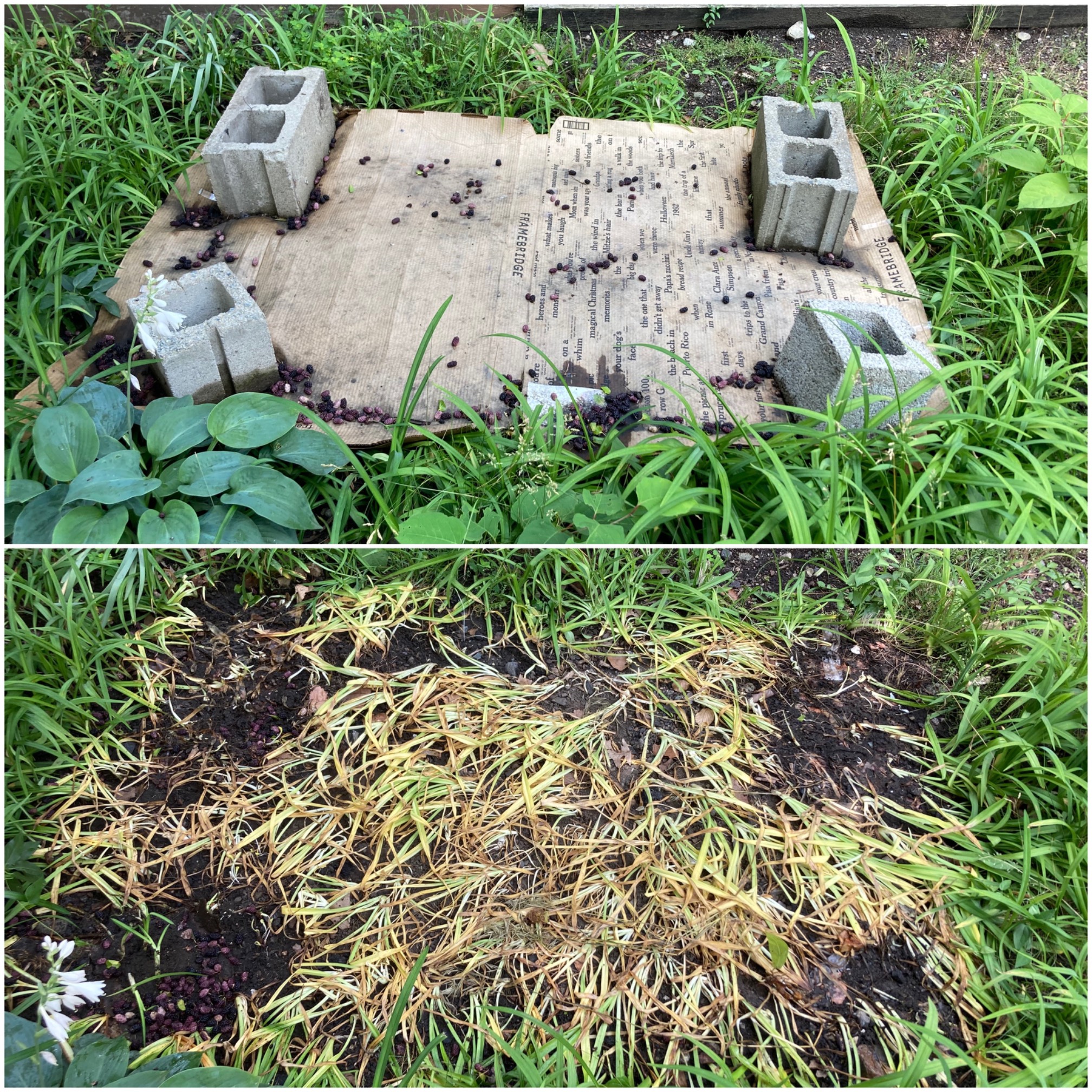 The outcome of Crushhenge. I don’t think the nutsedge is dead, but at least I inconvenienced it.