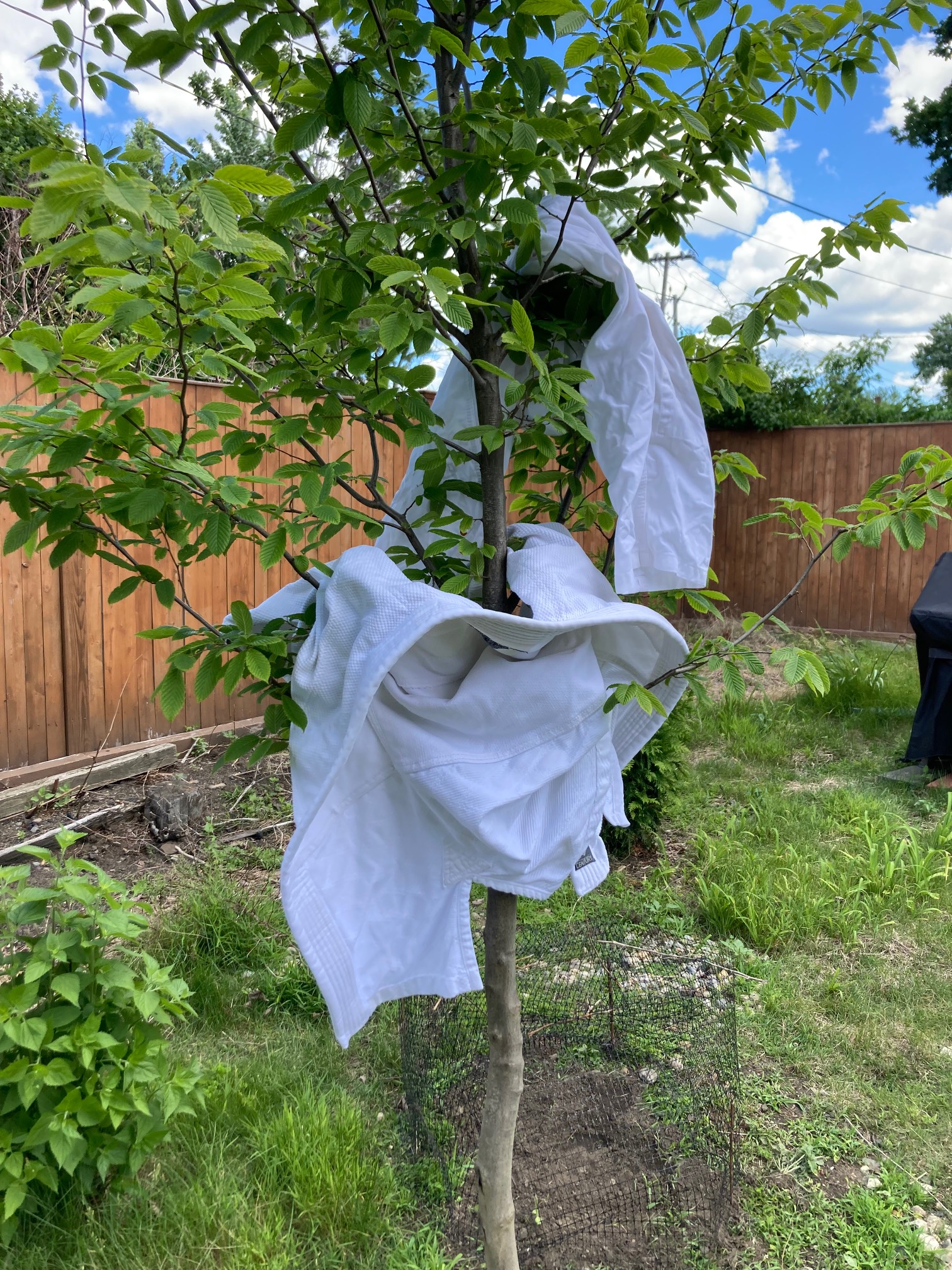 Gi on tree