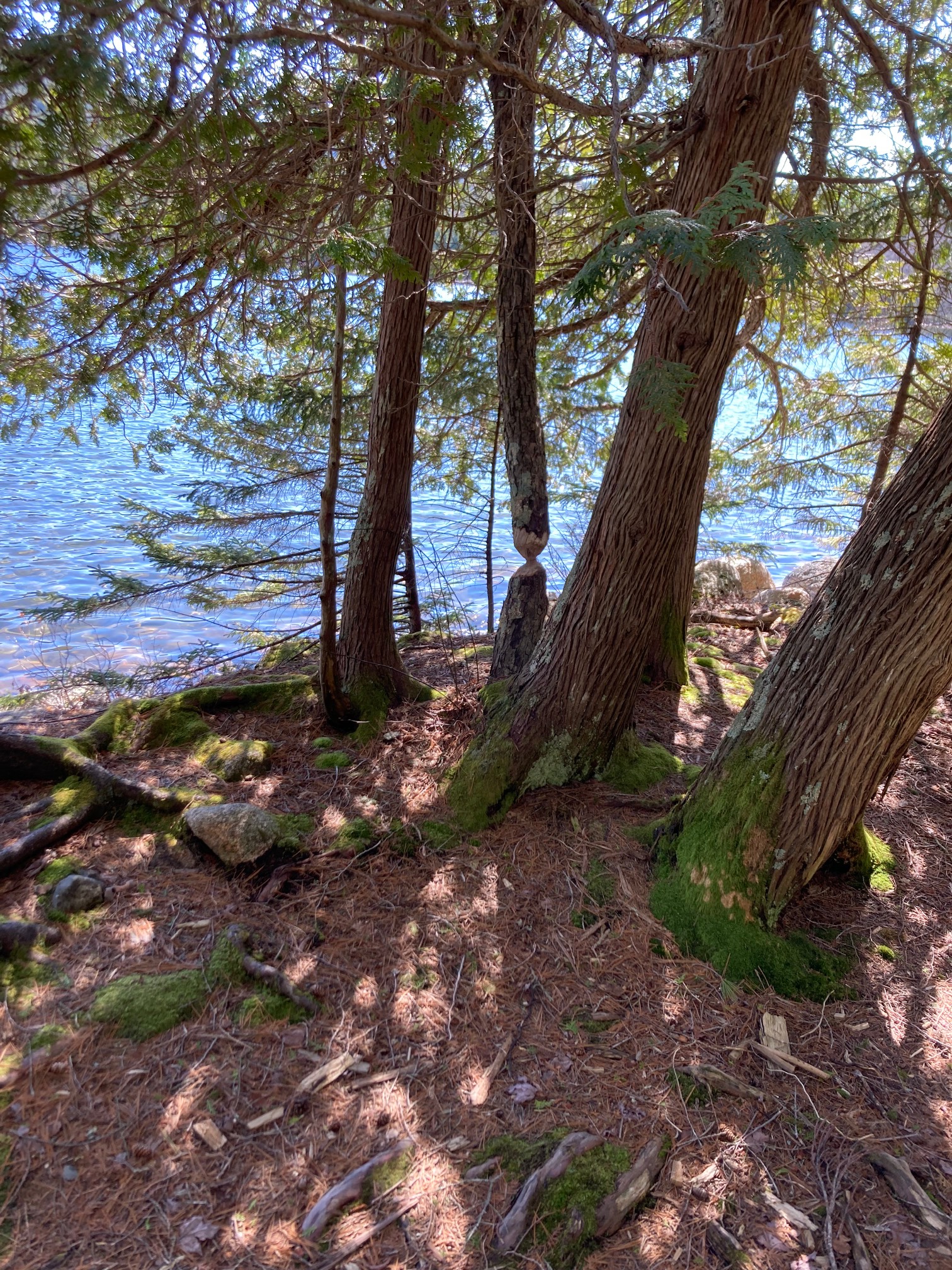 A gnawed tree