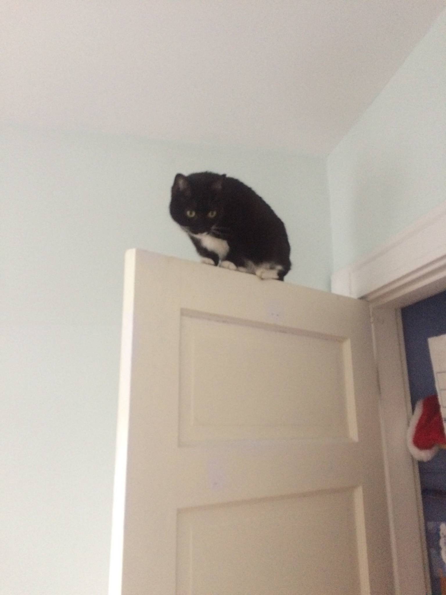 Via Katt: Wily has been busy at home.