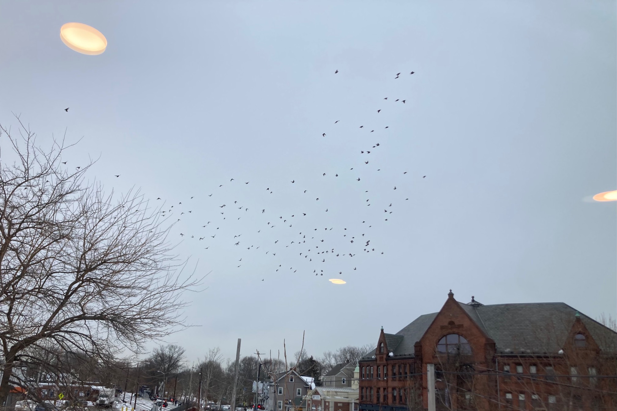 Starlings, UFOs