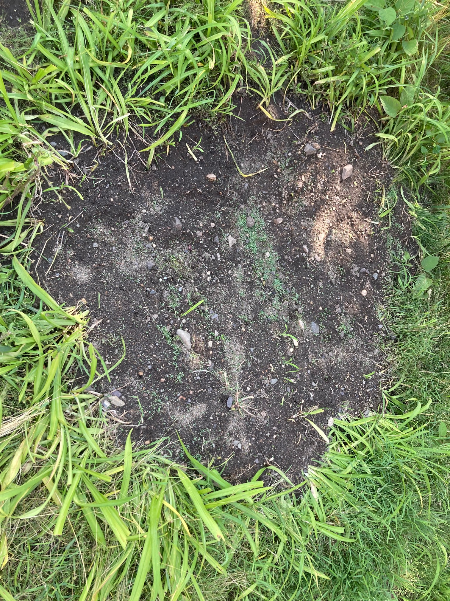 Clover is growing in the spot at which we crushed the nutsedge. But also some nutsedge is growing, t