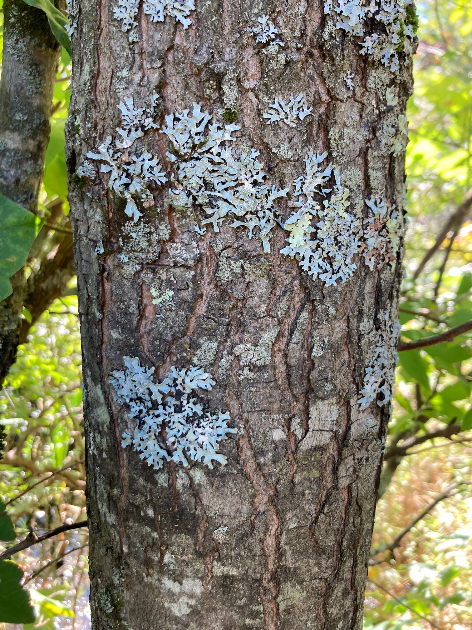 Snowflake lichen