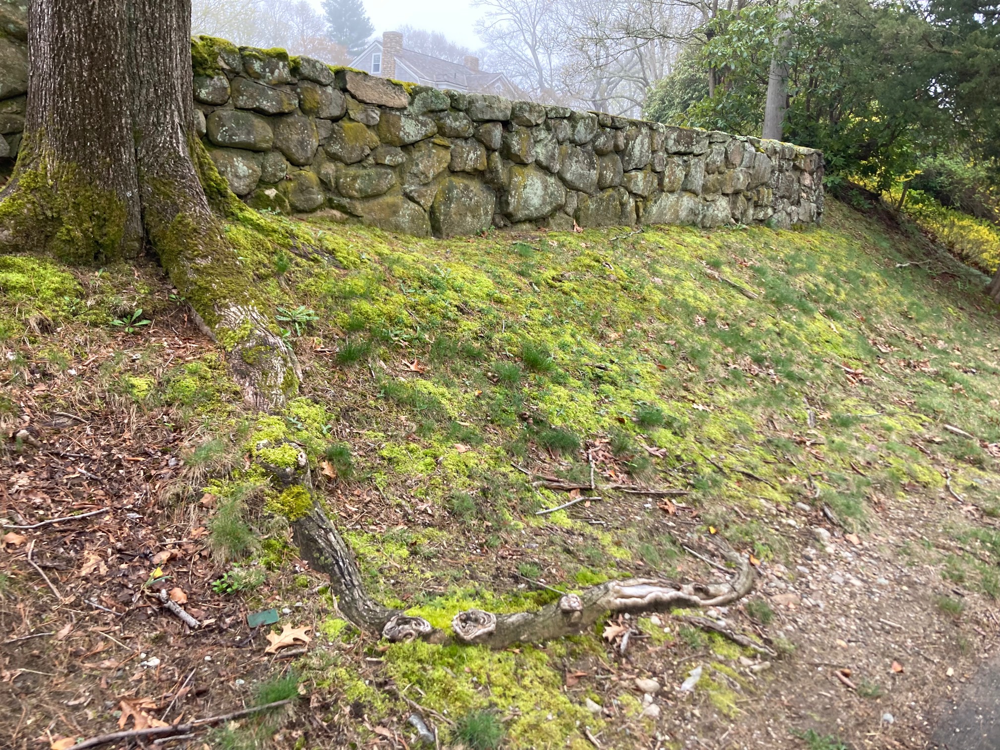 Into this moss-grass teamup.