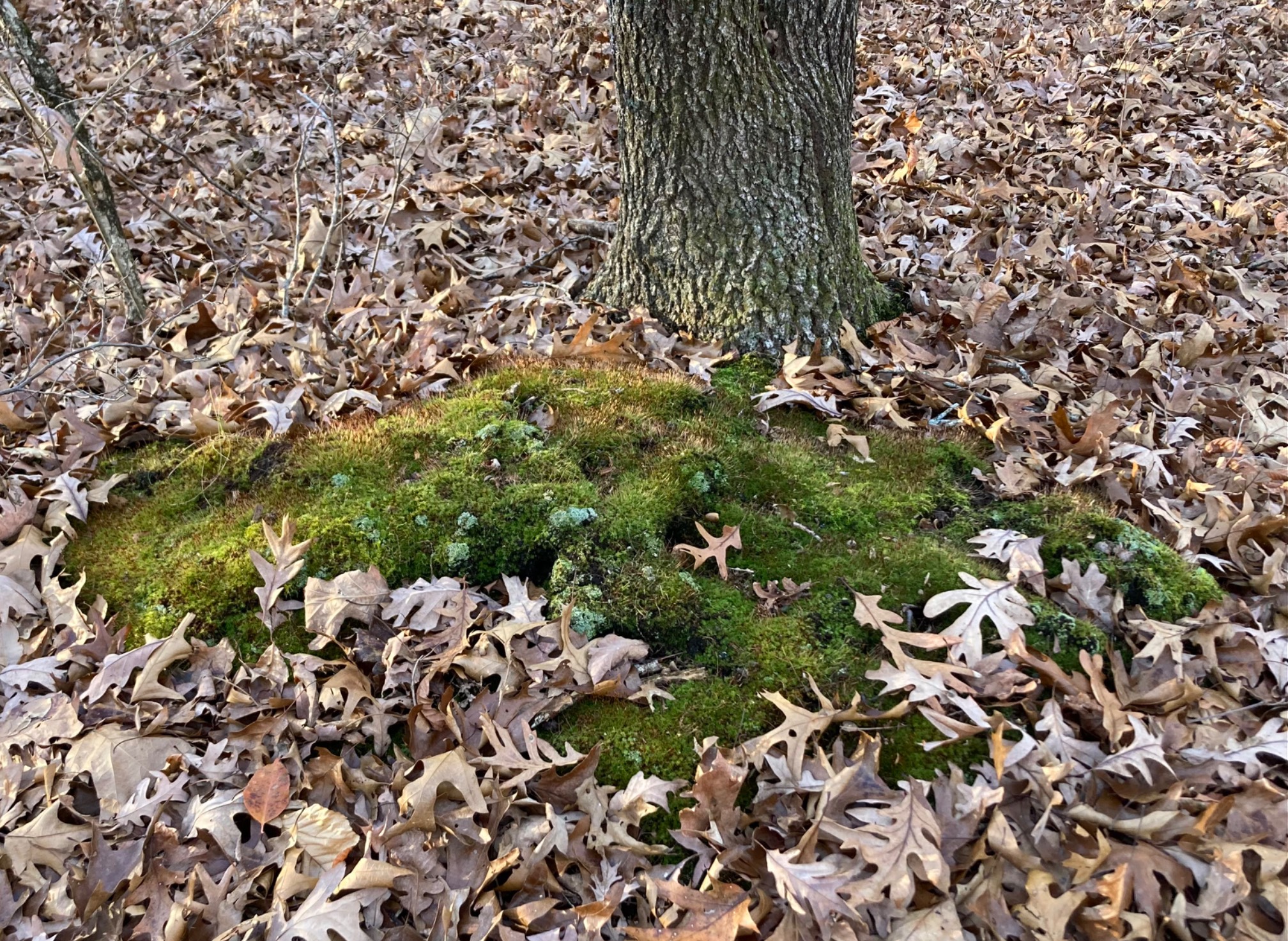 Can a forest really be ugly? Yes. Whispering Hill Woods actually is. This multicolored moss patch wa