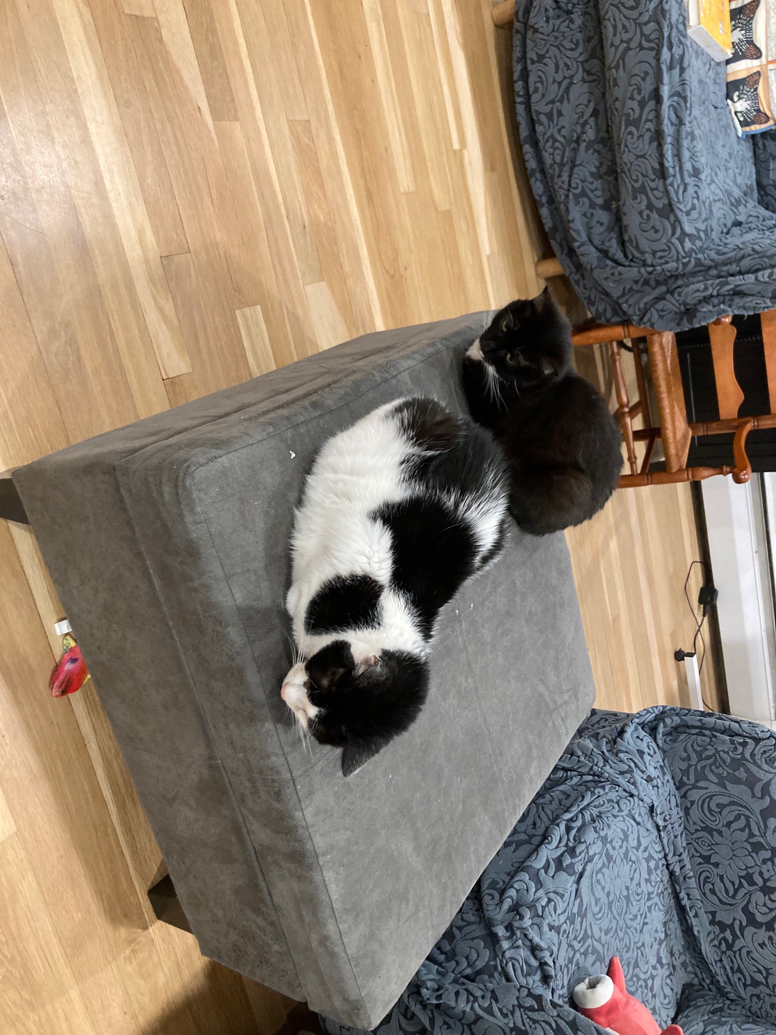 Upside down cats
