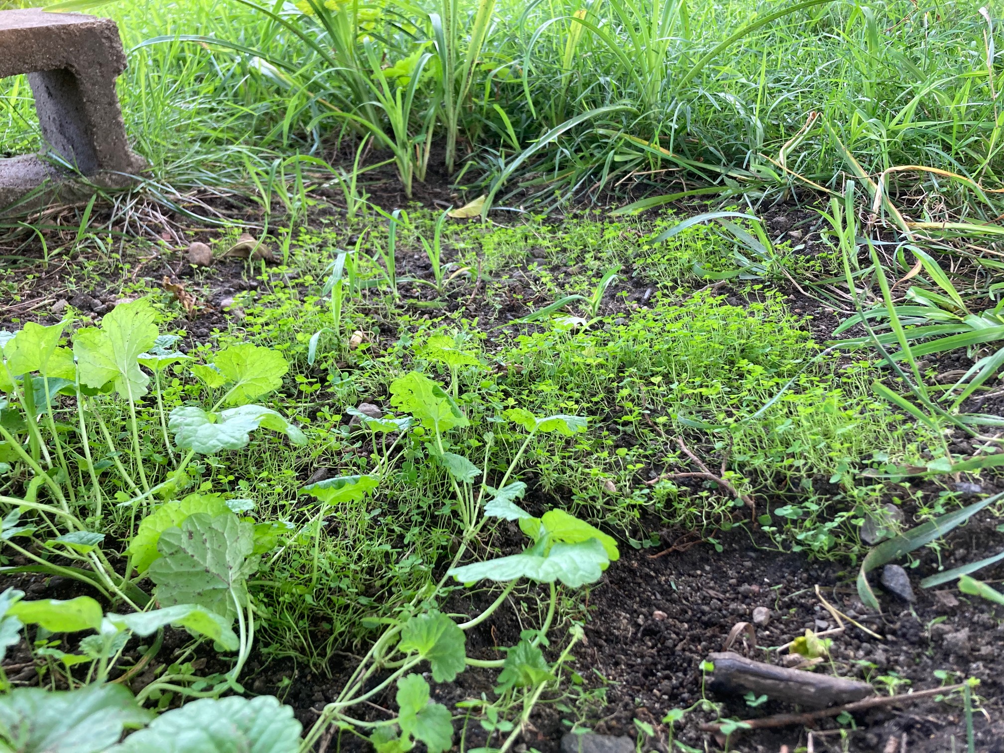 This clover is clovin’ good.