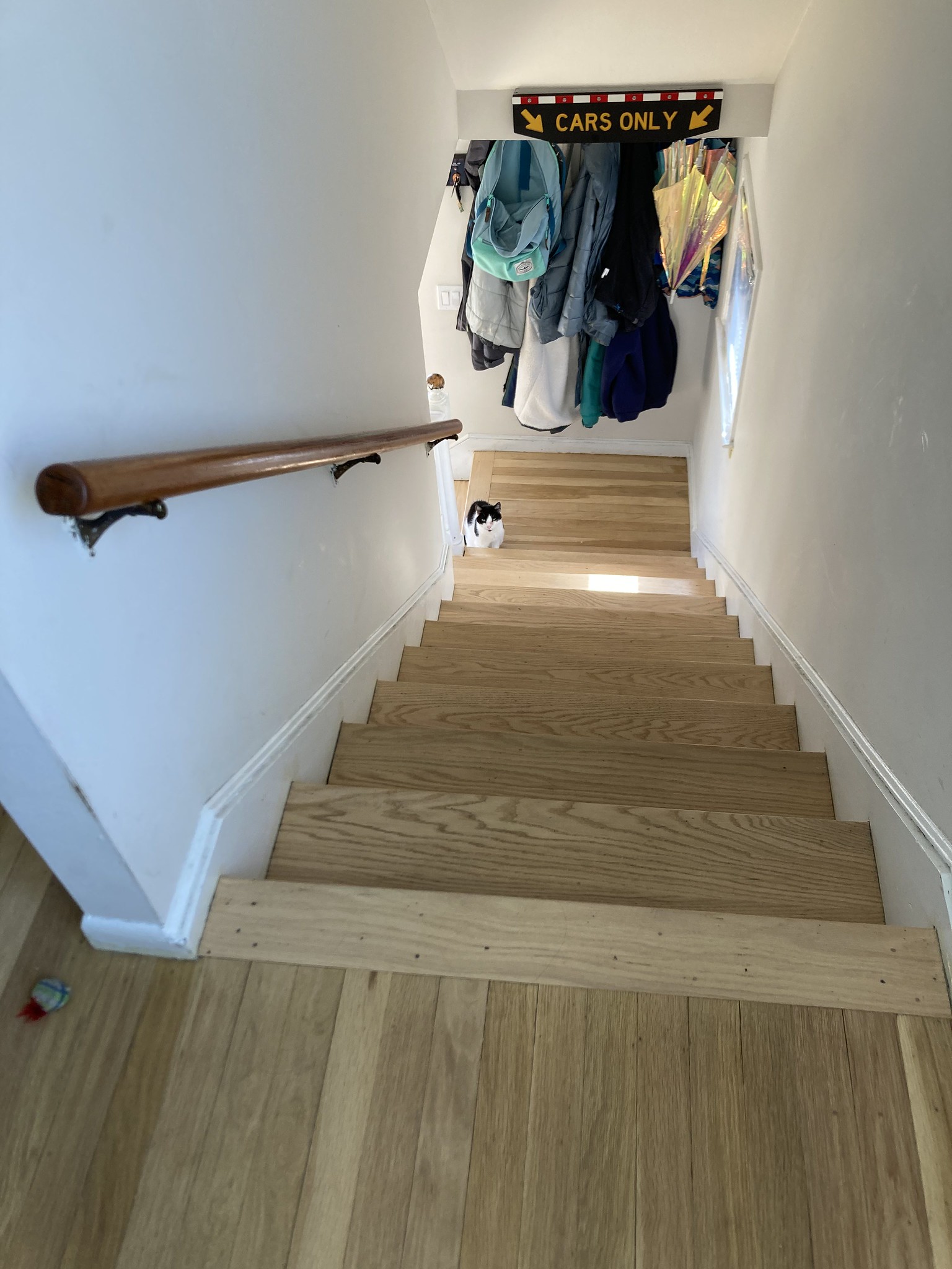 Cat at bottom of stairs