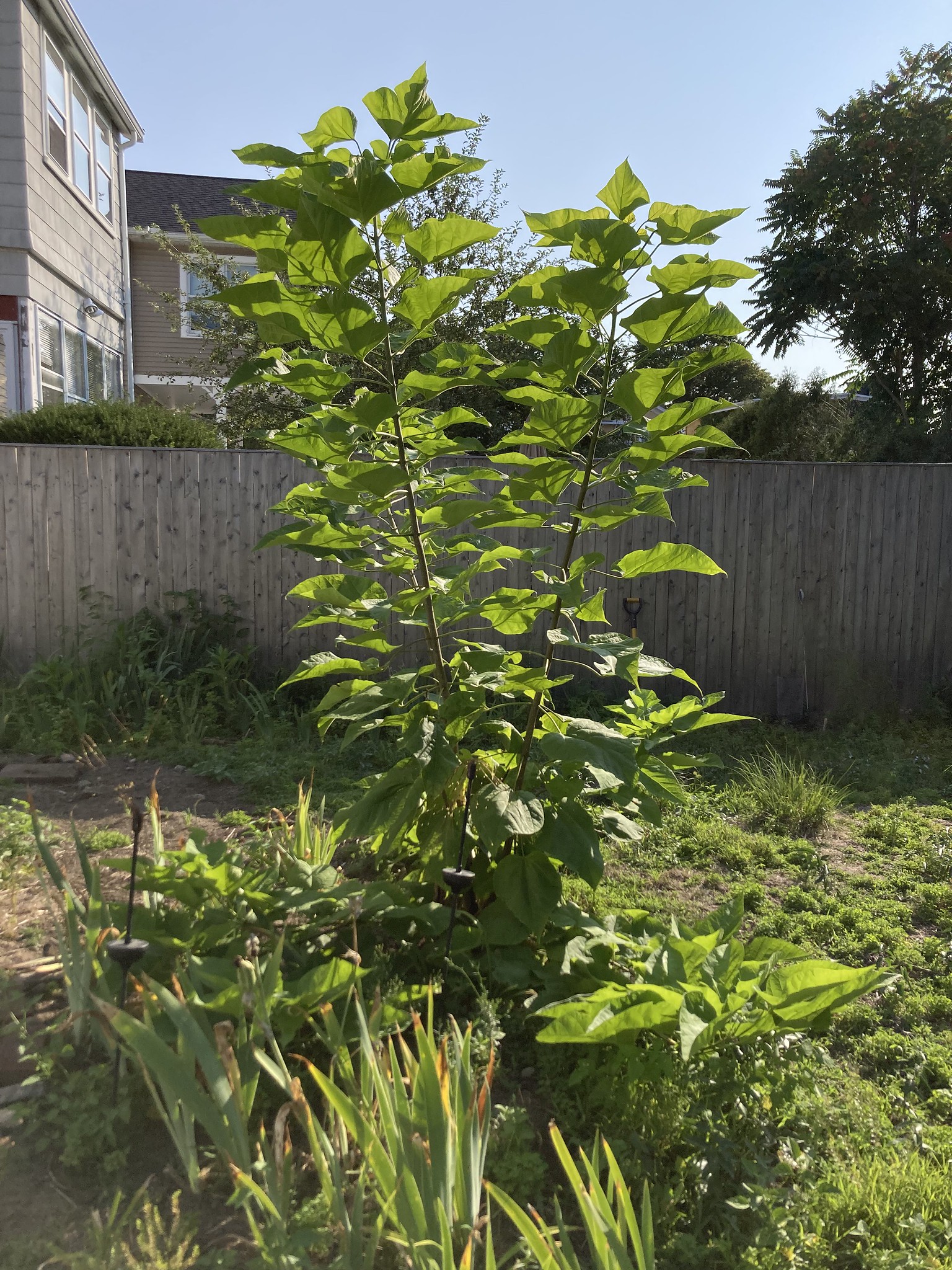 Tall plant in front of fence in backyard