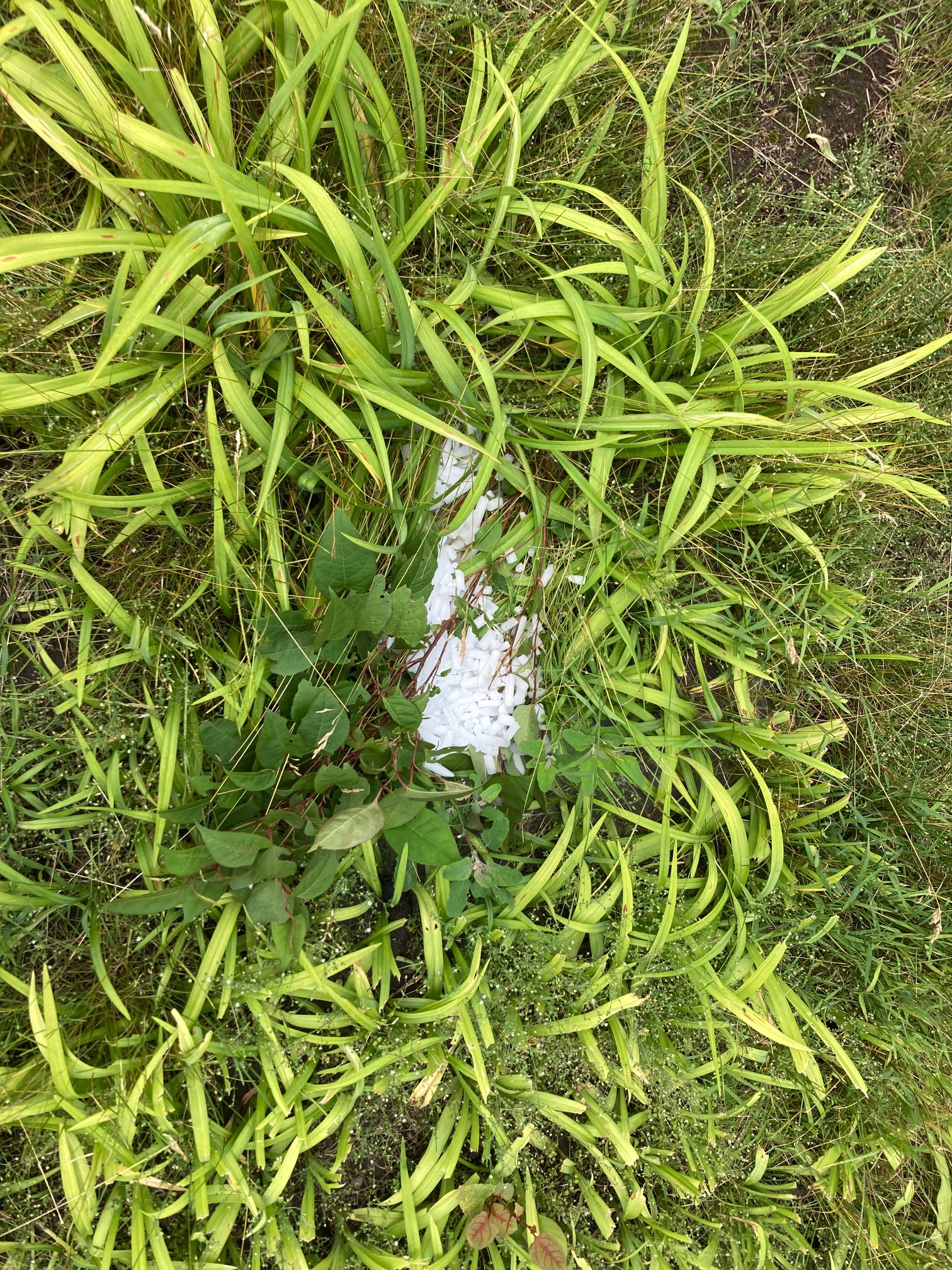 I’m trying dry ice on the nutsedge and knotweed. I don’t think it’ll kill it, but hey I have the dry