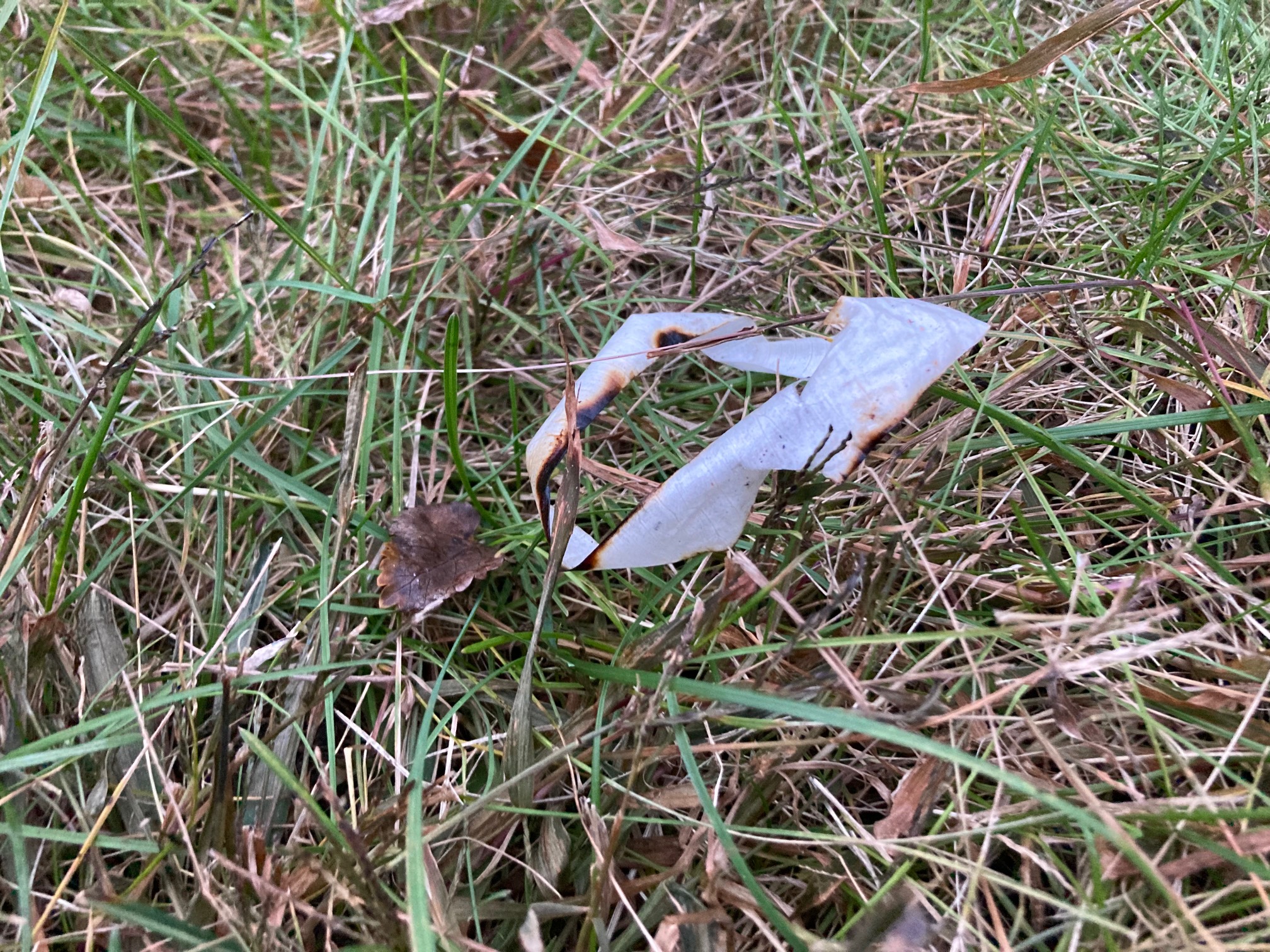 I left this onion skin that fell off a plate last week in the yard, figuring it would biodegrade or 