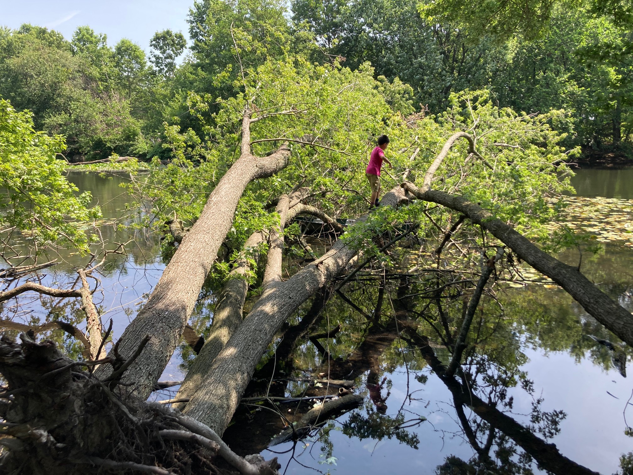 Horizontal tree with kid and boat